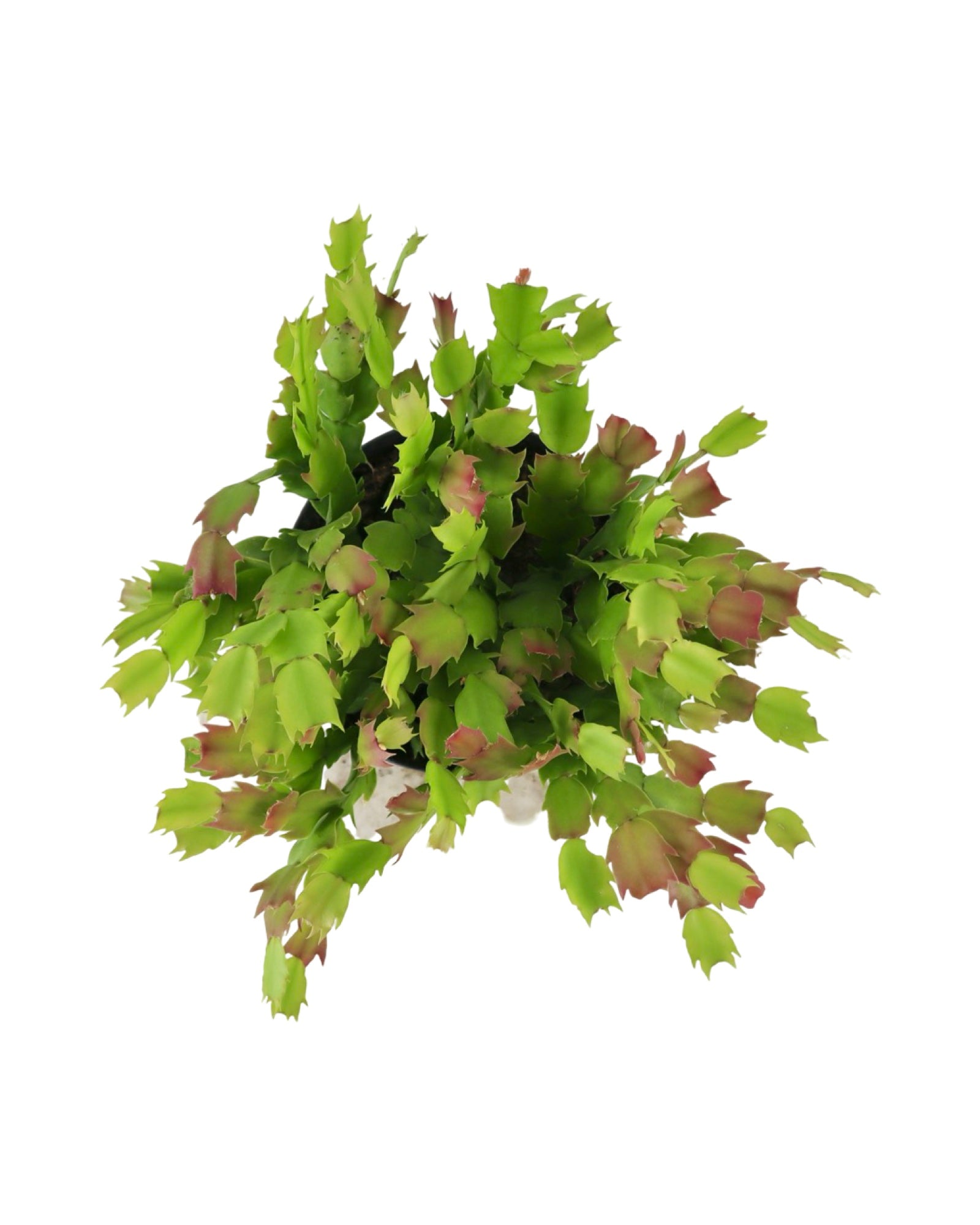 Schlumbergera 'White Flame' - House Plants