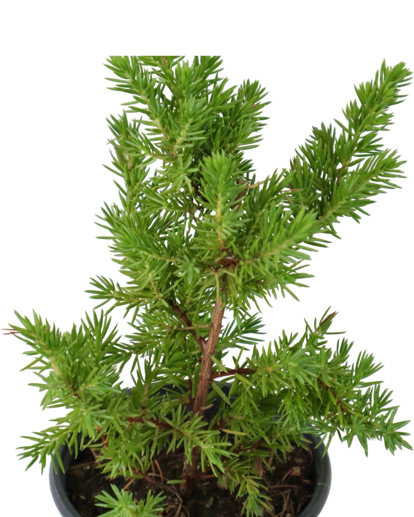 Juniperus conferta 'Blue Pacific' - Shrubs