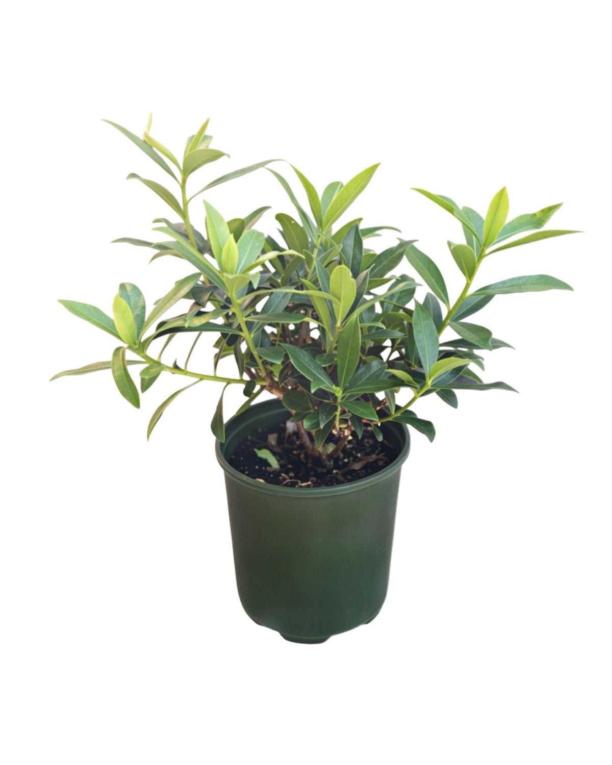 Daphne 'Perfume Princess' - Shrubs