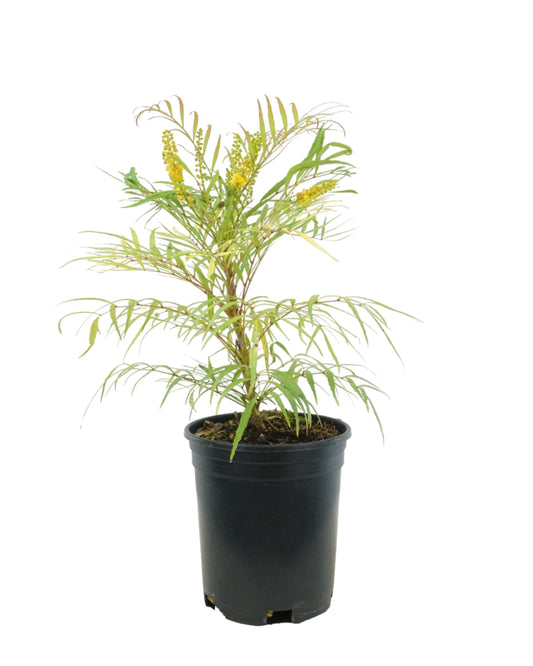 Mahonia eurybracteata 'Soft Caress'