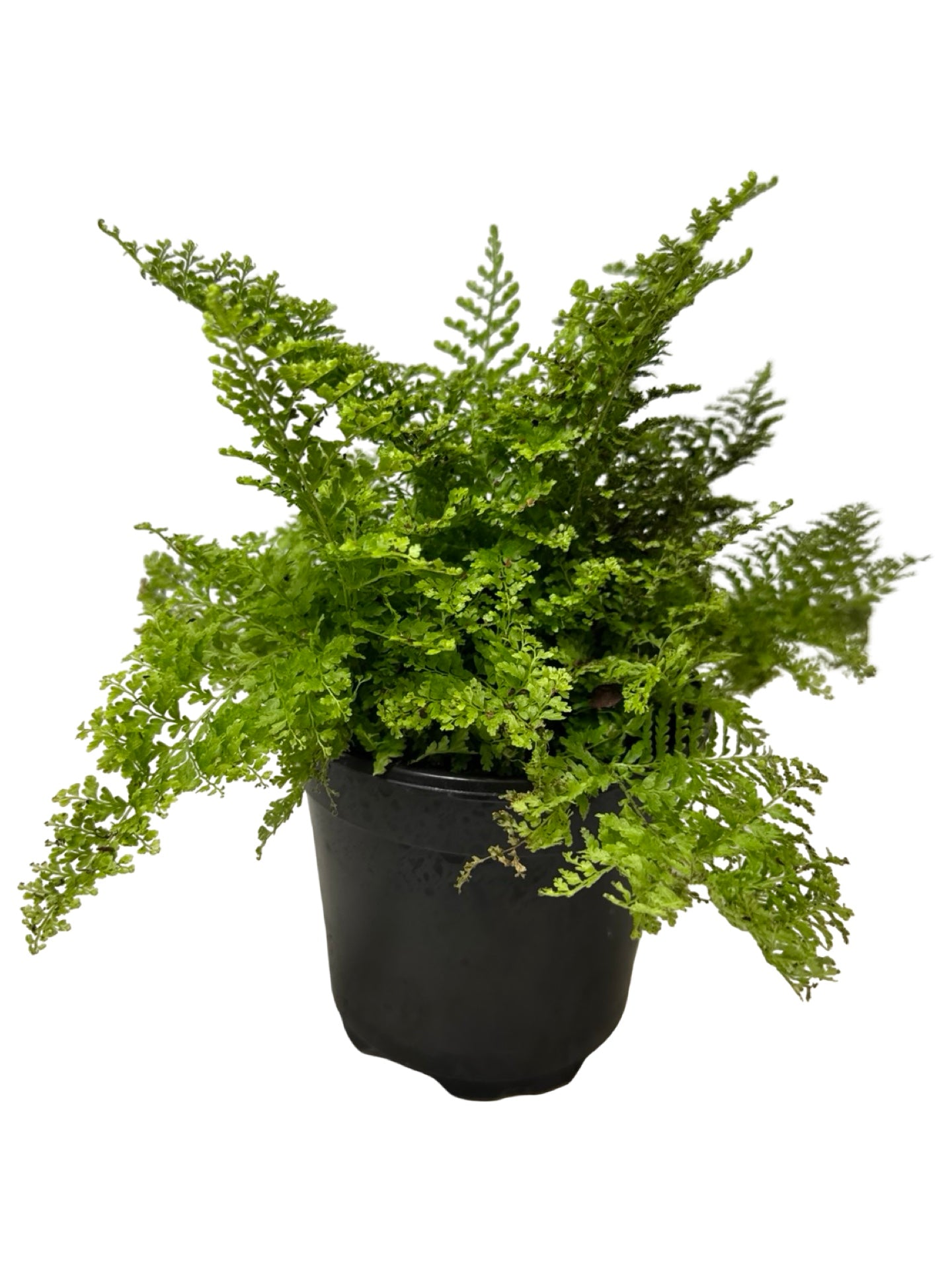 Nephrolepis exaltata 'Cotton Candy' - House Plants