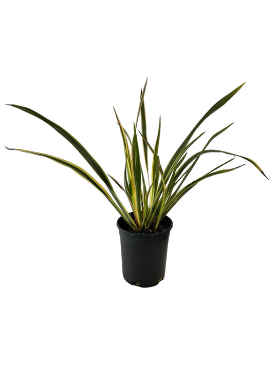 Phormium 'Duet' - Perennials