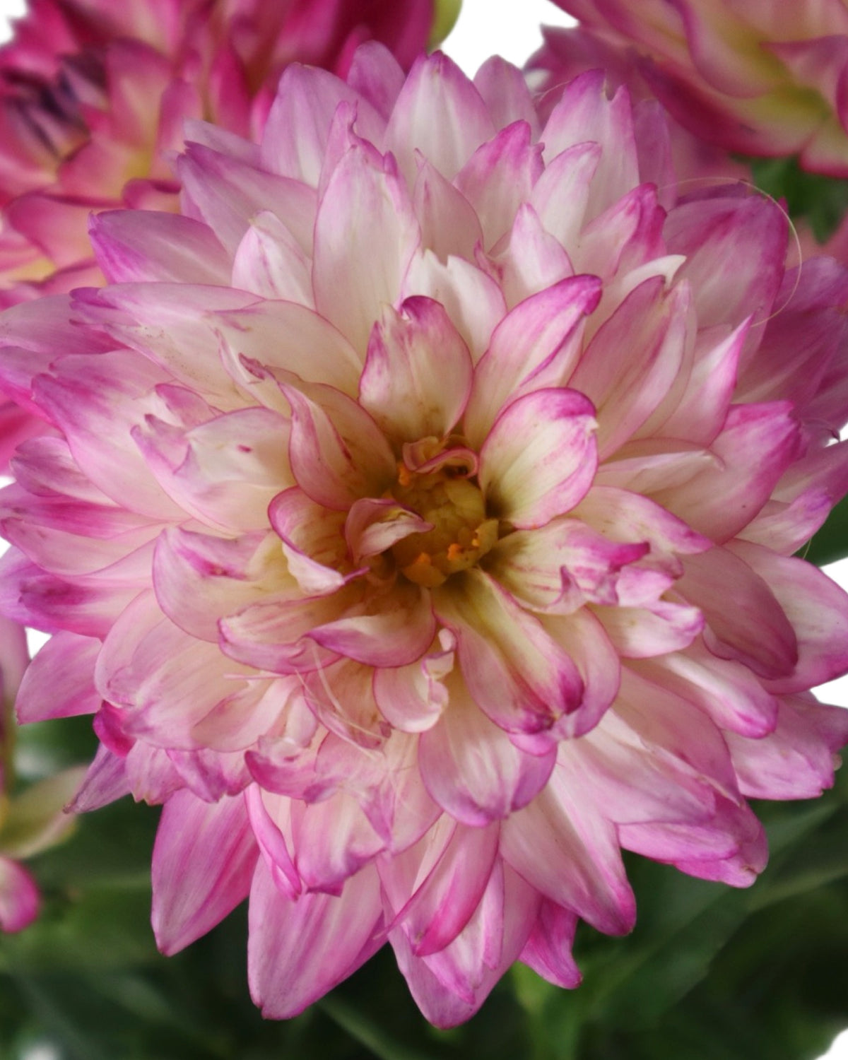 Dahlia pinnata 'Maggiore Rose Bicolor' - Annuals