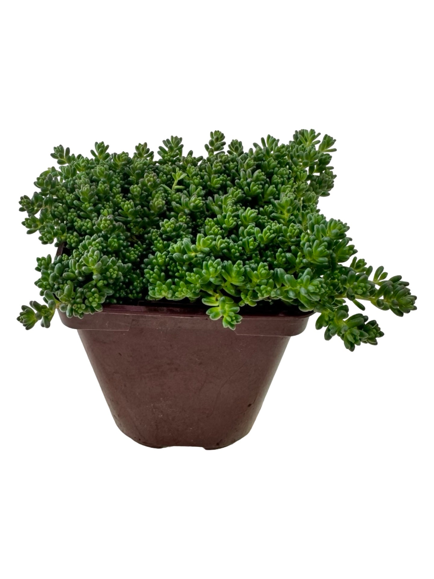 Sedum album 'Orange Ice' - Groundcovers