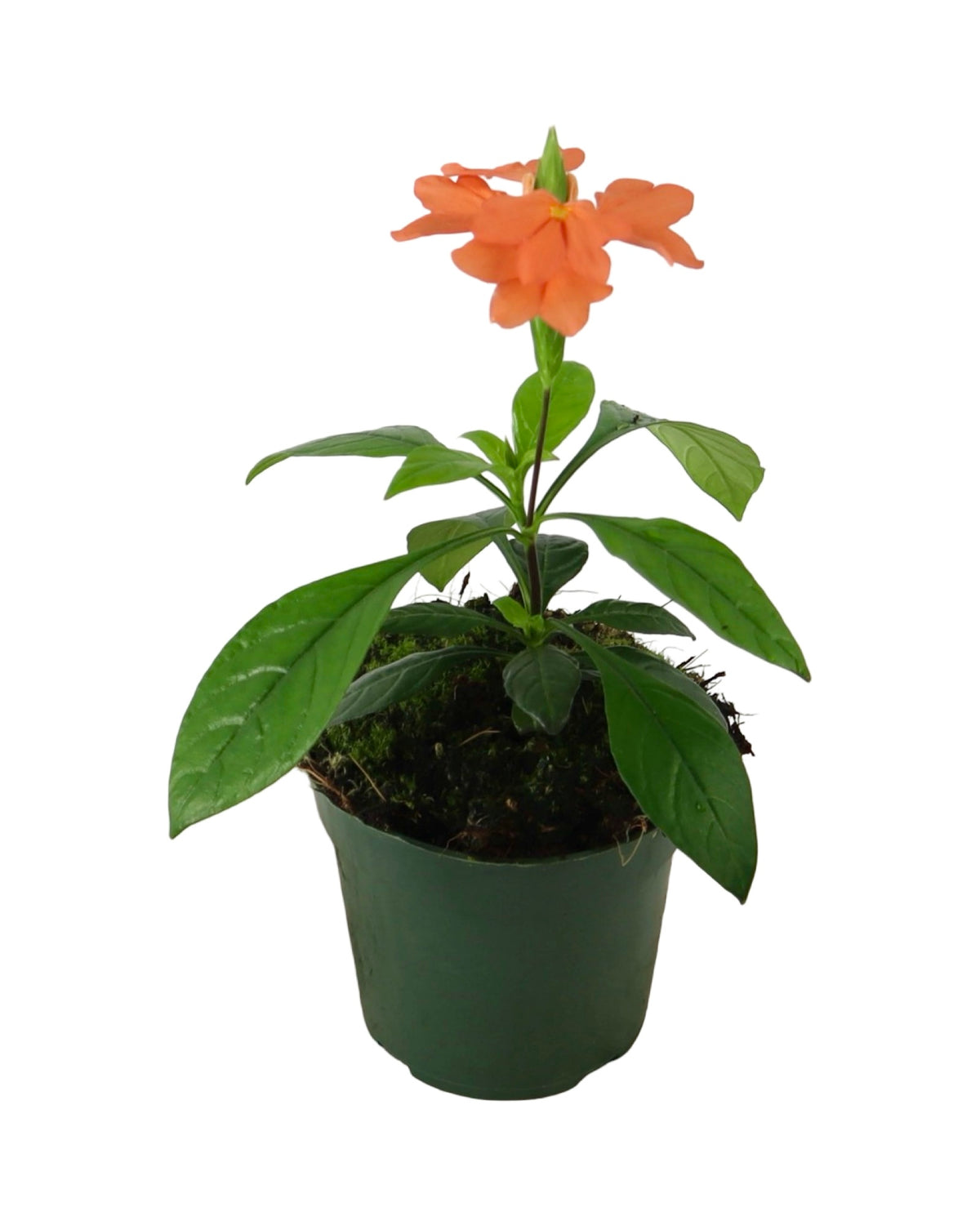 Crossandra infundibuliformis - House Plants