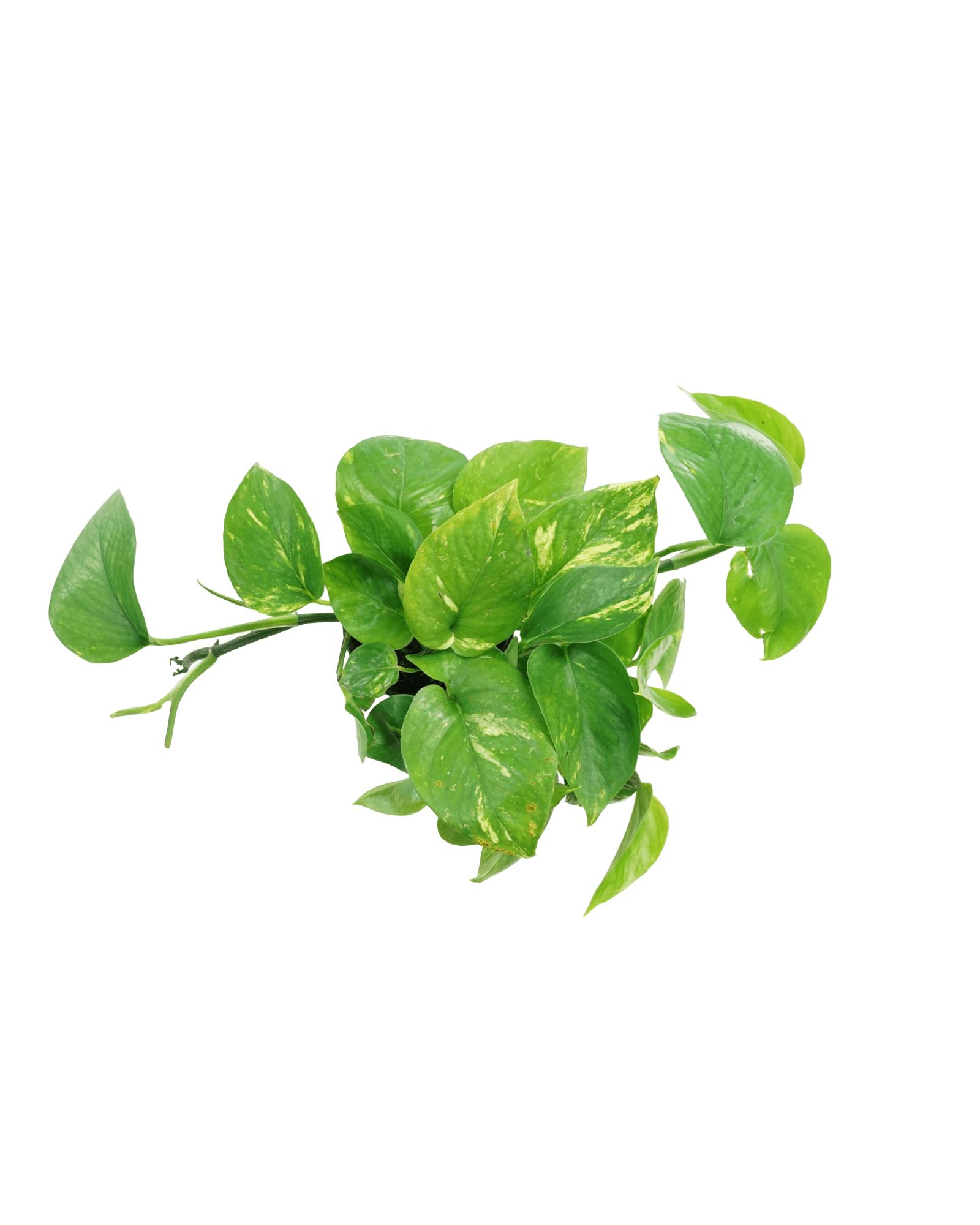 Epipremnum 'Golden' (Pothos) - The Garden Corner