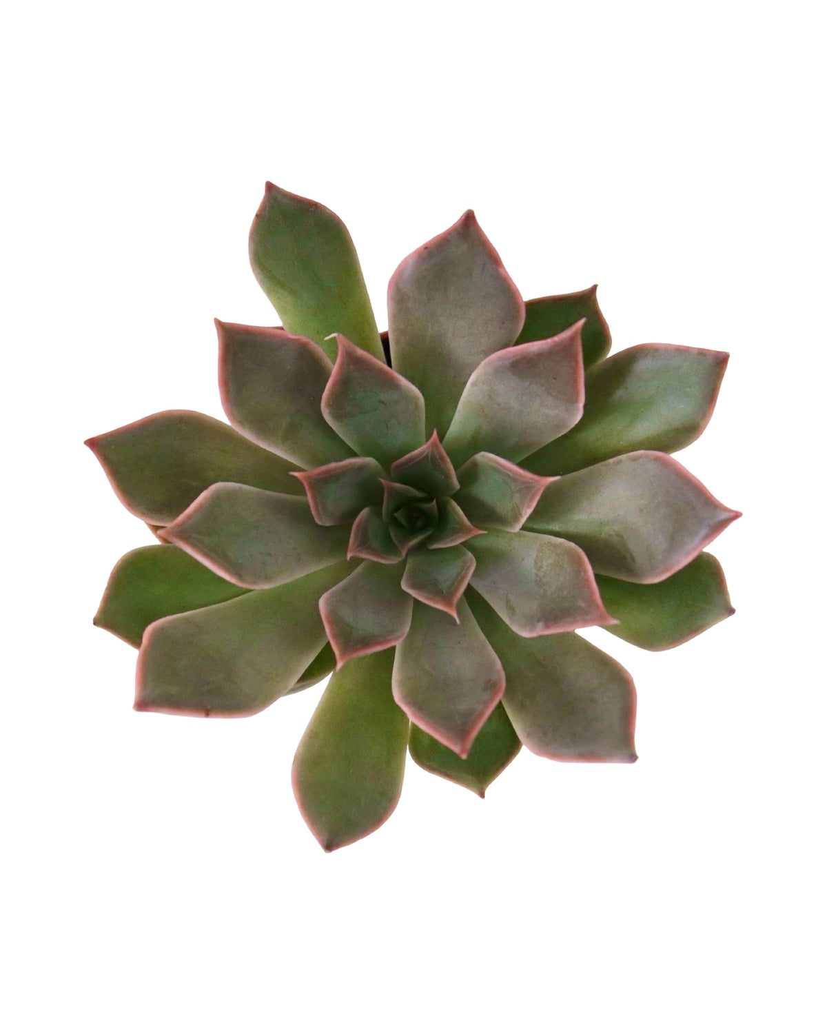 Echeveria ‘Samba’ - House Plants