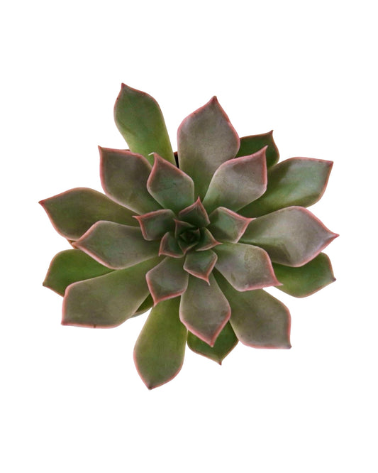 Echeveria ‘Samba’ - House Plants
