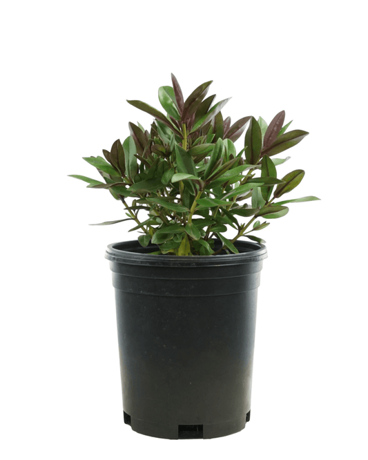 Hebe Addenda® 'Donna Eva' - The Garden Corner