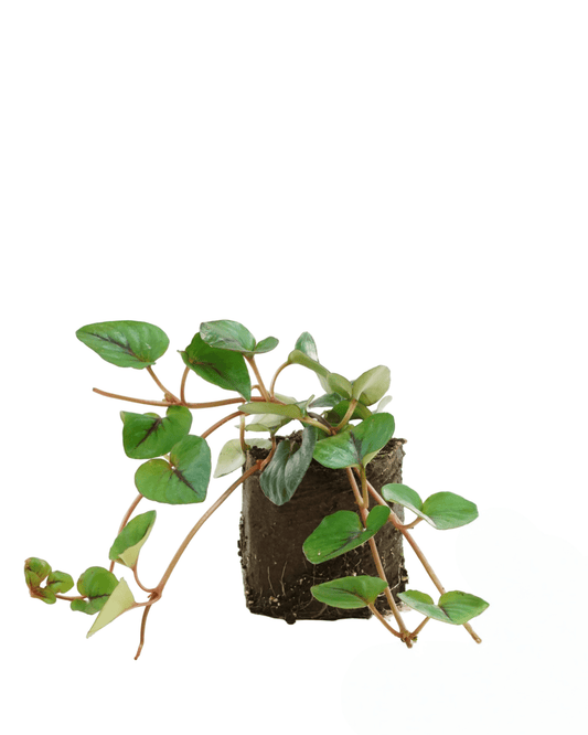 Lysimachia 'Sunburst' - The Garden Corner