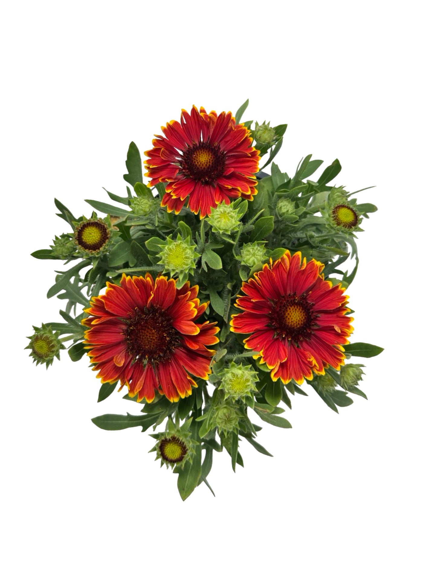 Gaillardia SpinTop® Mariachi 'Red Sky' - Perennials
