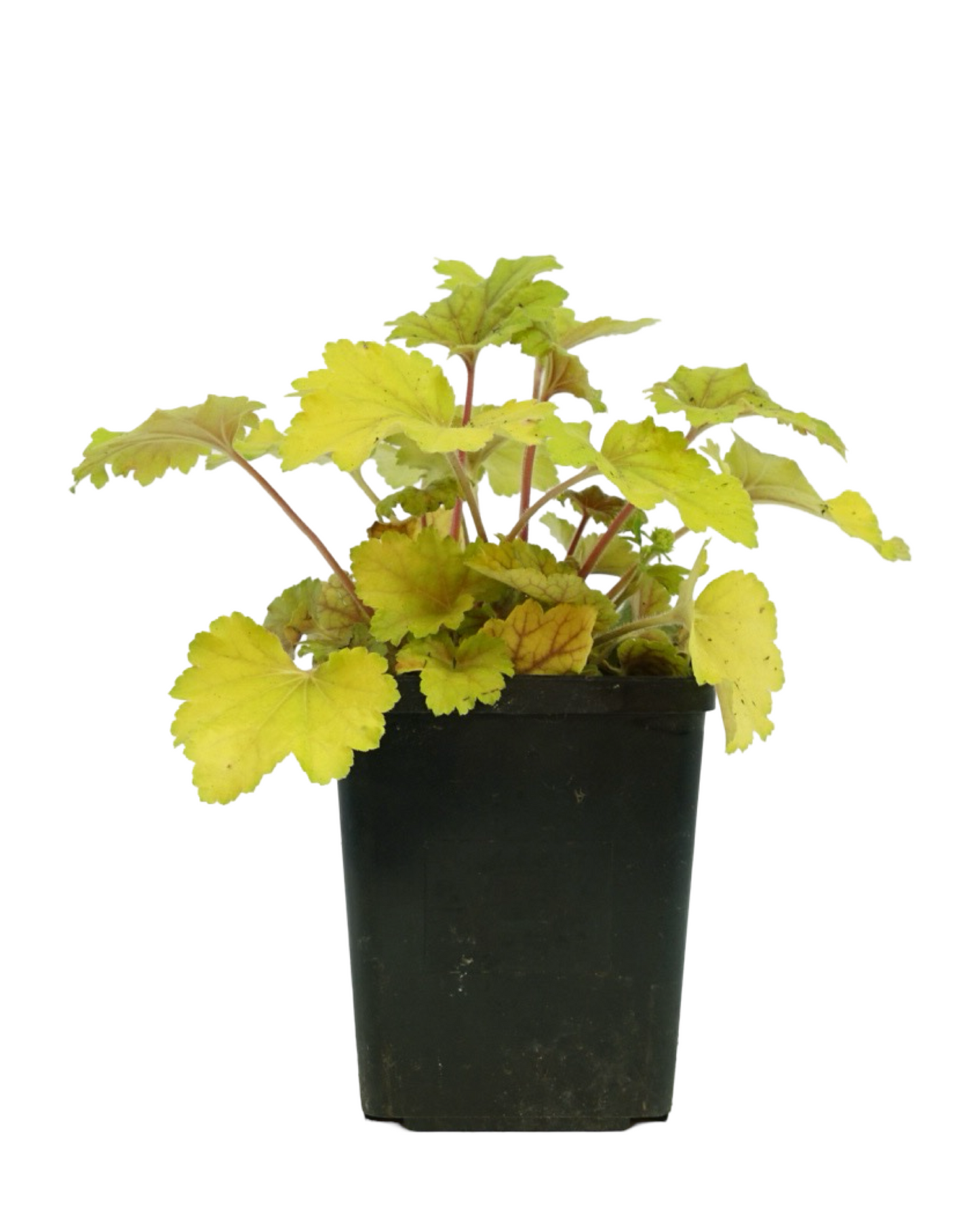 Heuchera 'Electra'