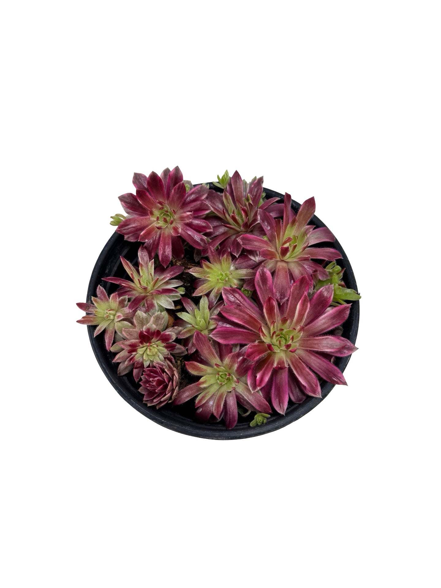 Sempervivum Chick Charms® 'Lotus Blossom' - Groundcovers