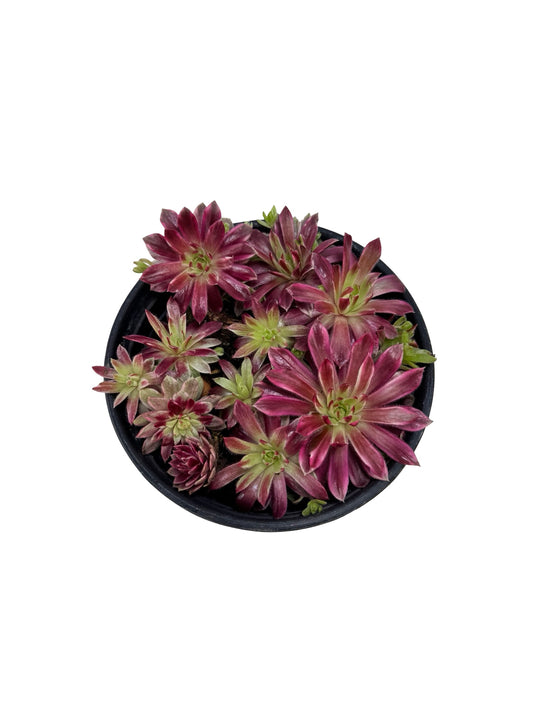 Sempervivum Chick Charms® 'Lotus Blossom' - Groundcovers