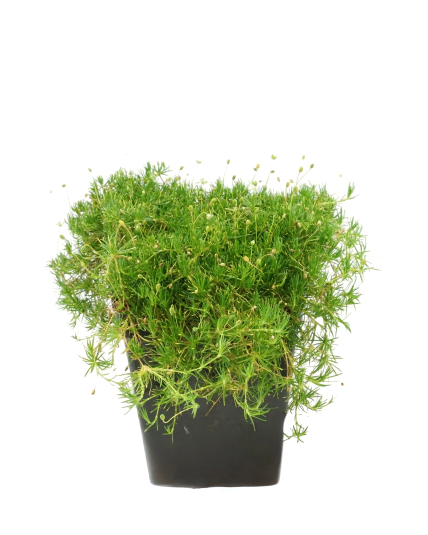 Sagina subulata