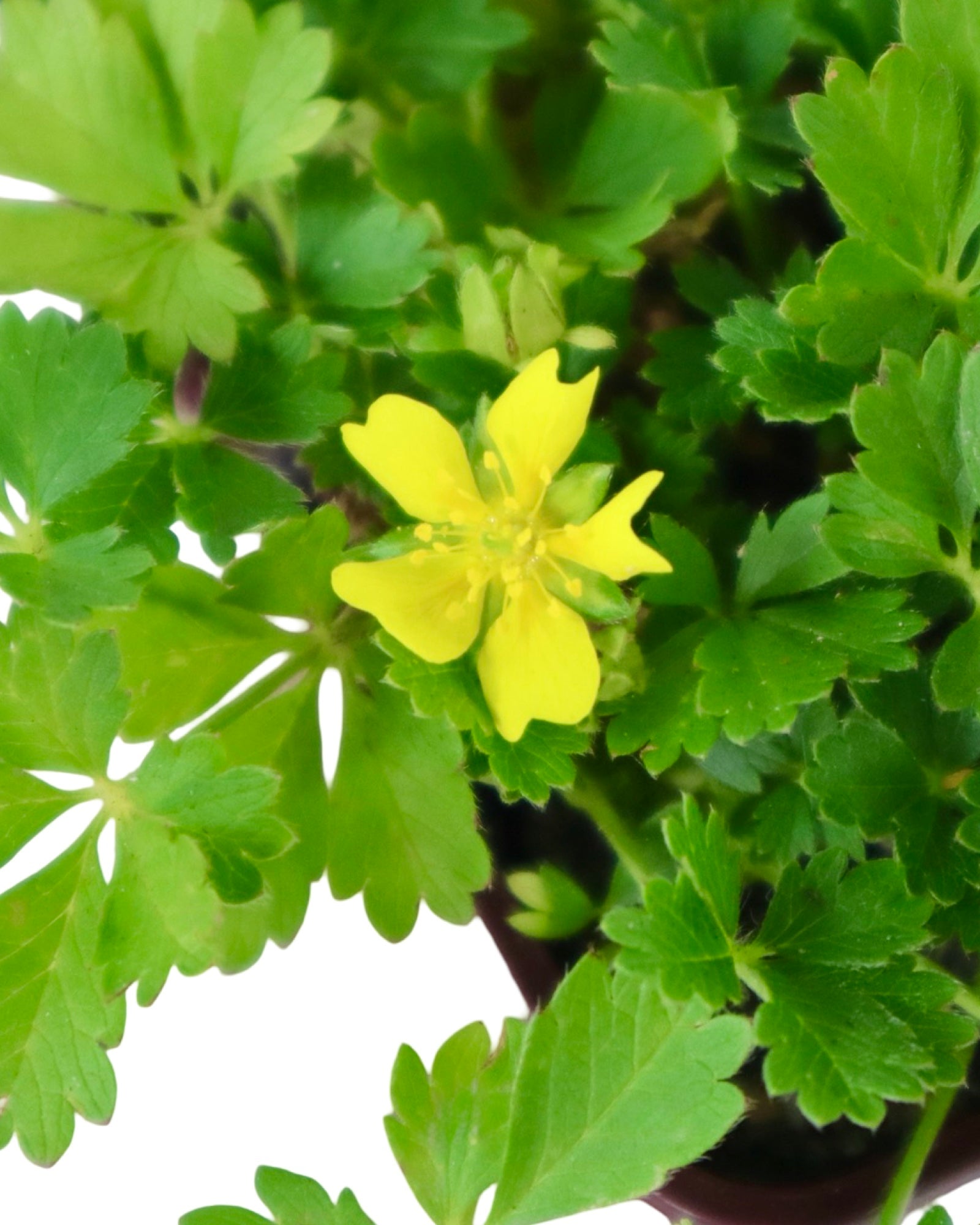 Potentilla neumanniana 'Nana' - Perennials