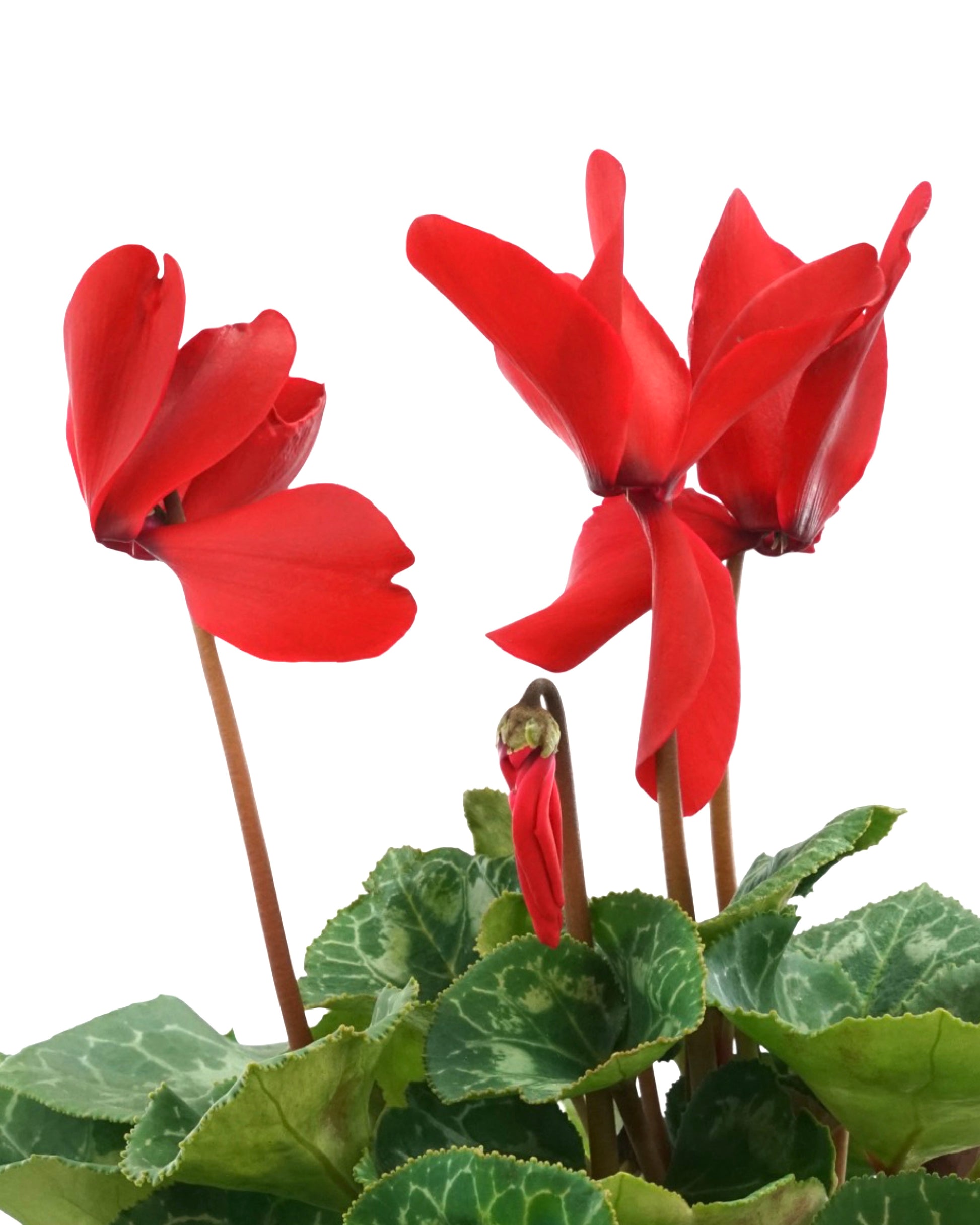 Cyclamen, Assorted - Annuals