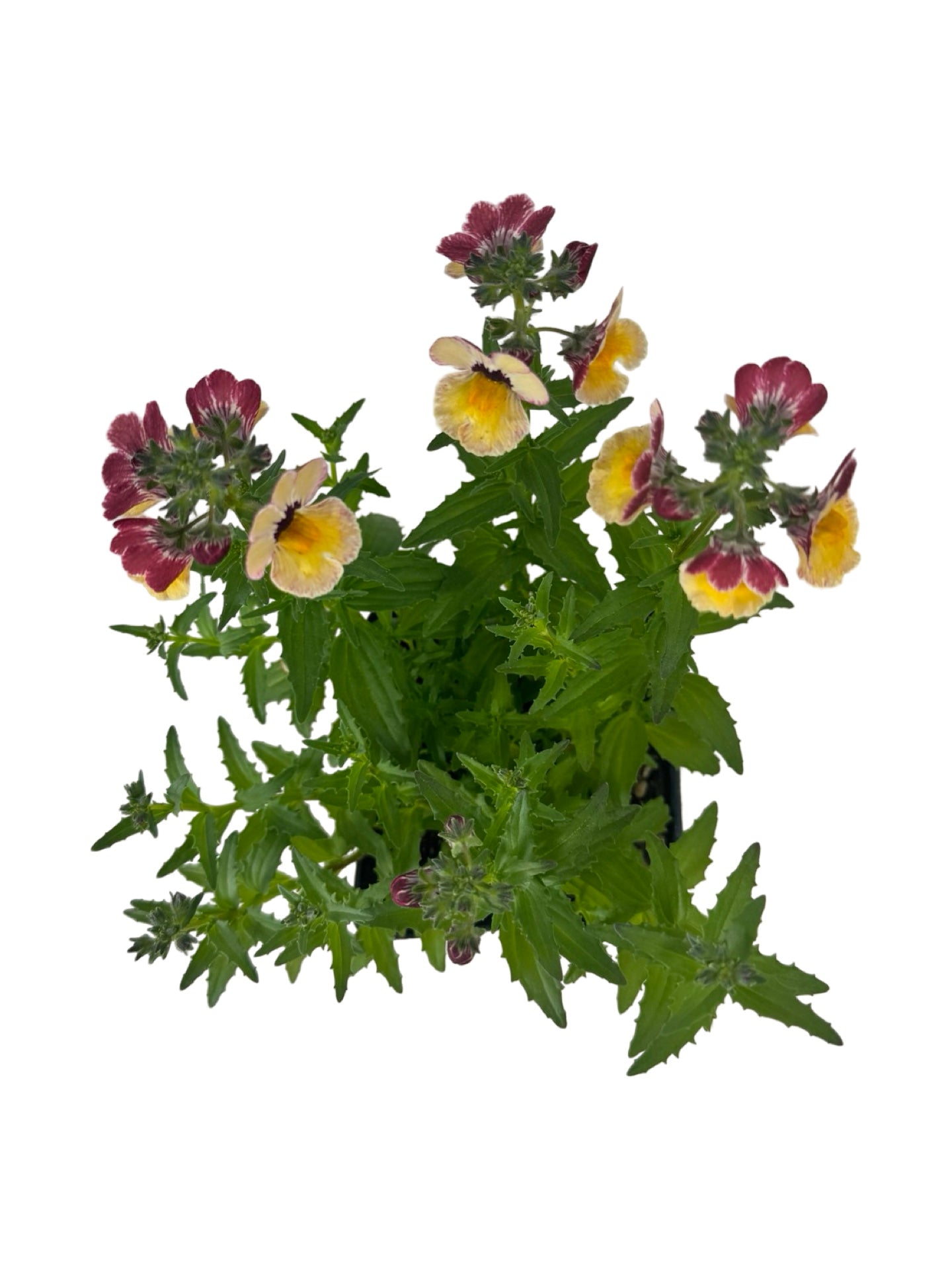 Nemesia nesia 'BananaBerry' - Annuals