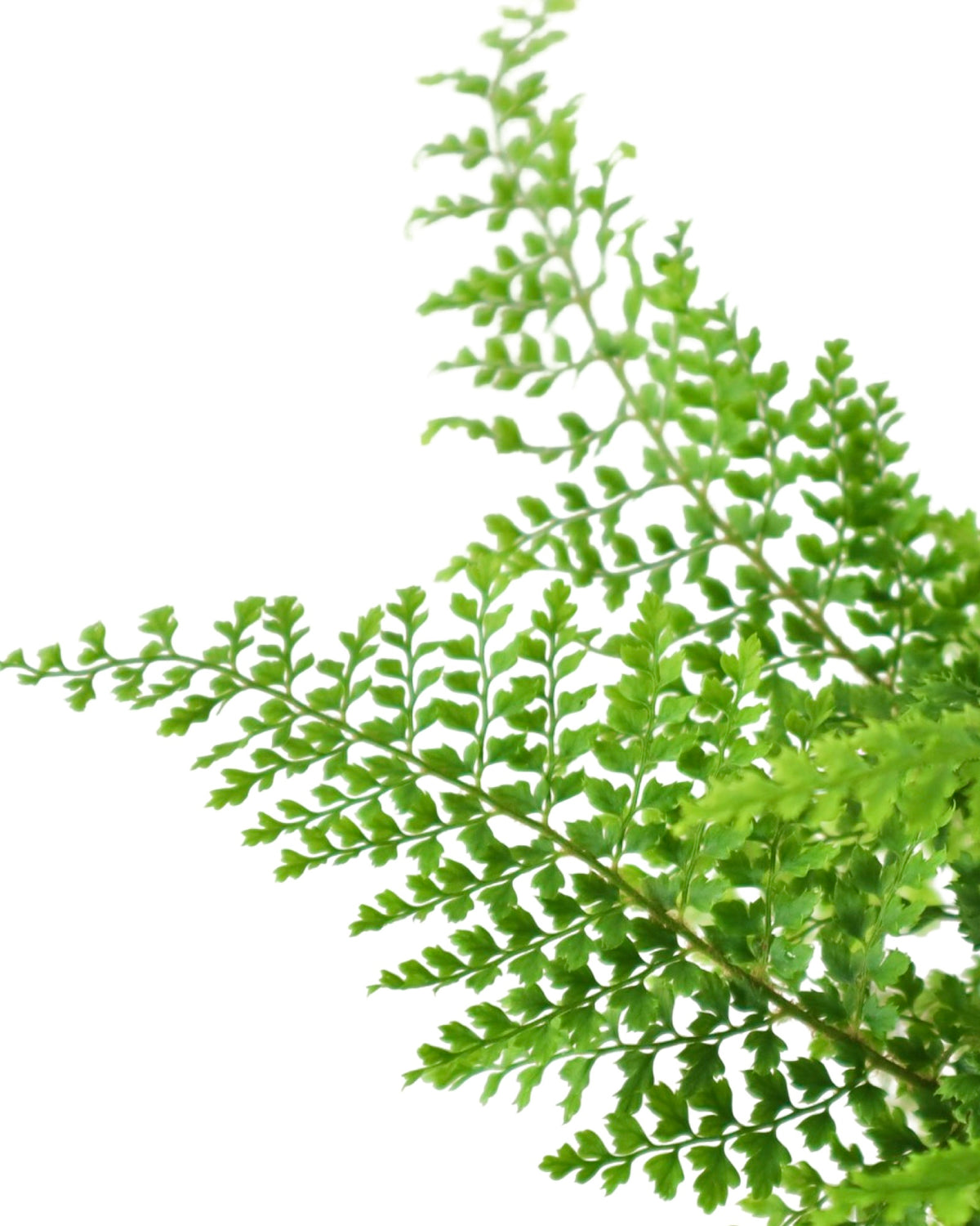 Polystichum setiferum 'Plumosum Densum' - Perennials