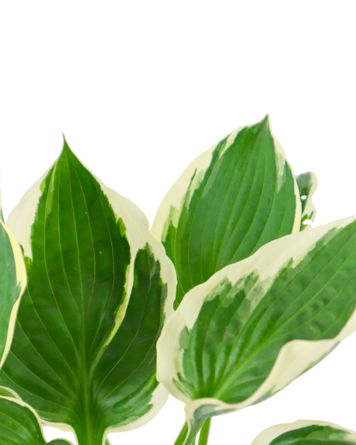 Hosta 'Minuteman' - Perennials