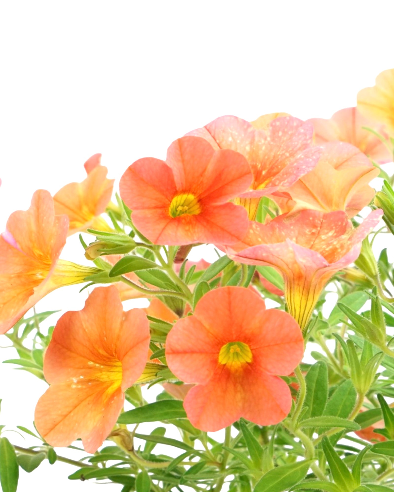 Calibrachoa 'Aloha Kona Mango' - Annuals