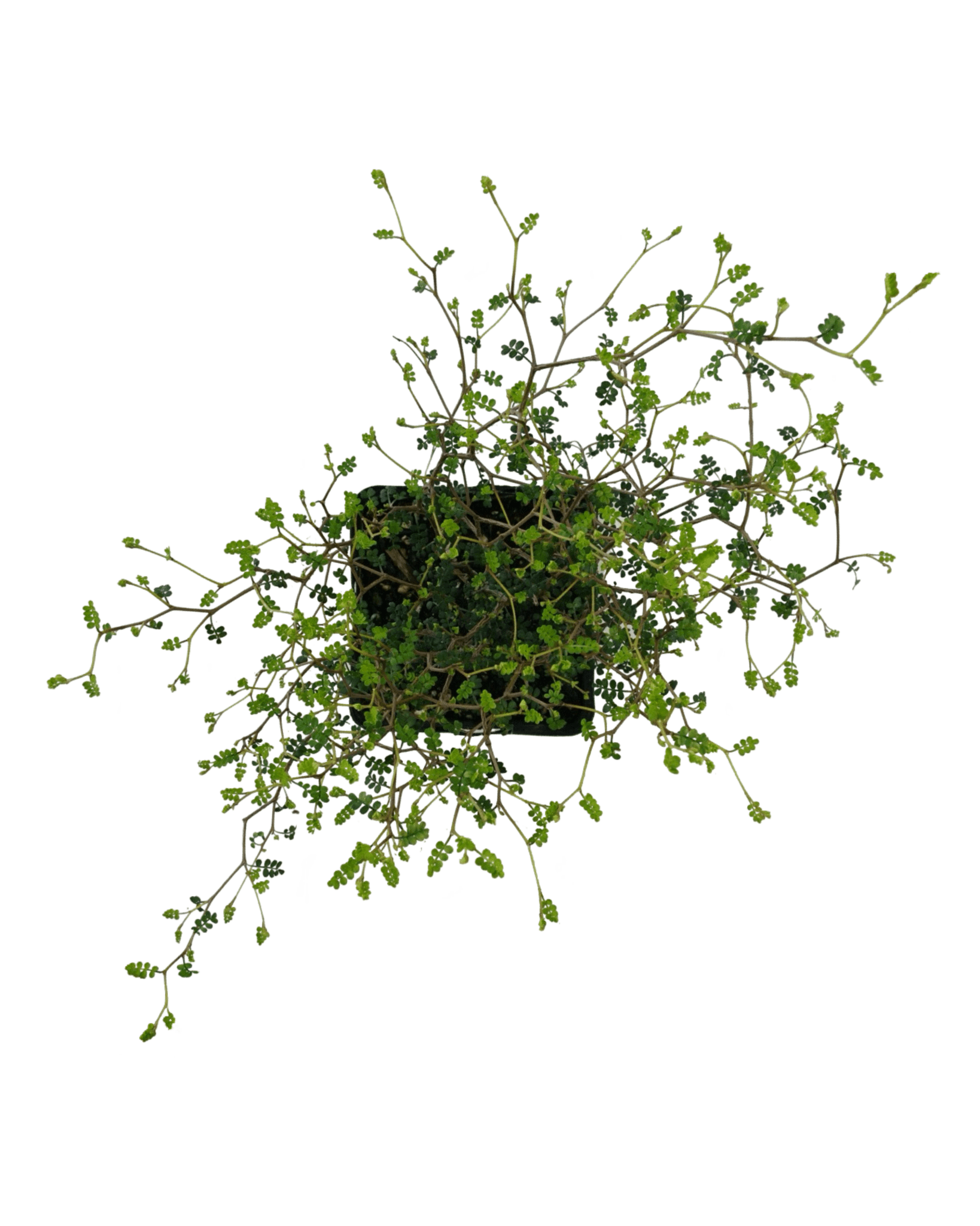 Sophora prostrata 'Little Baby' - The Garden Corner