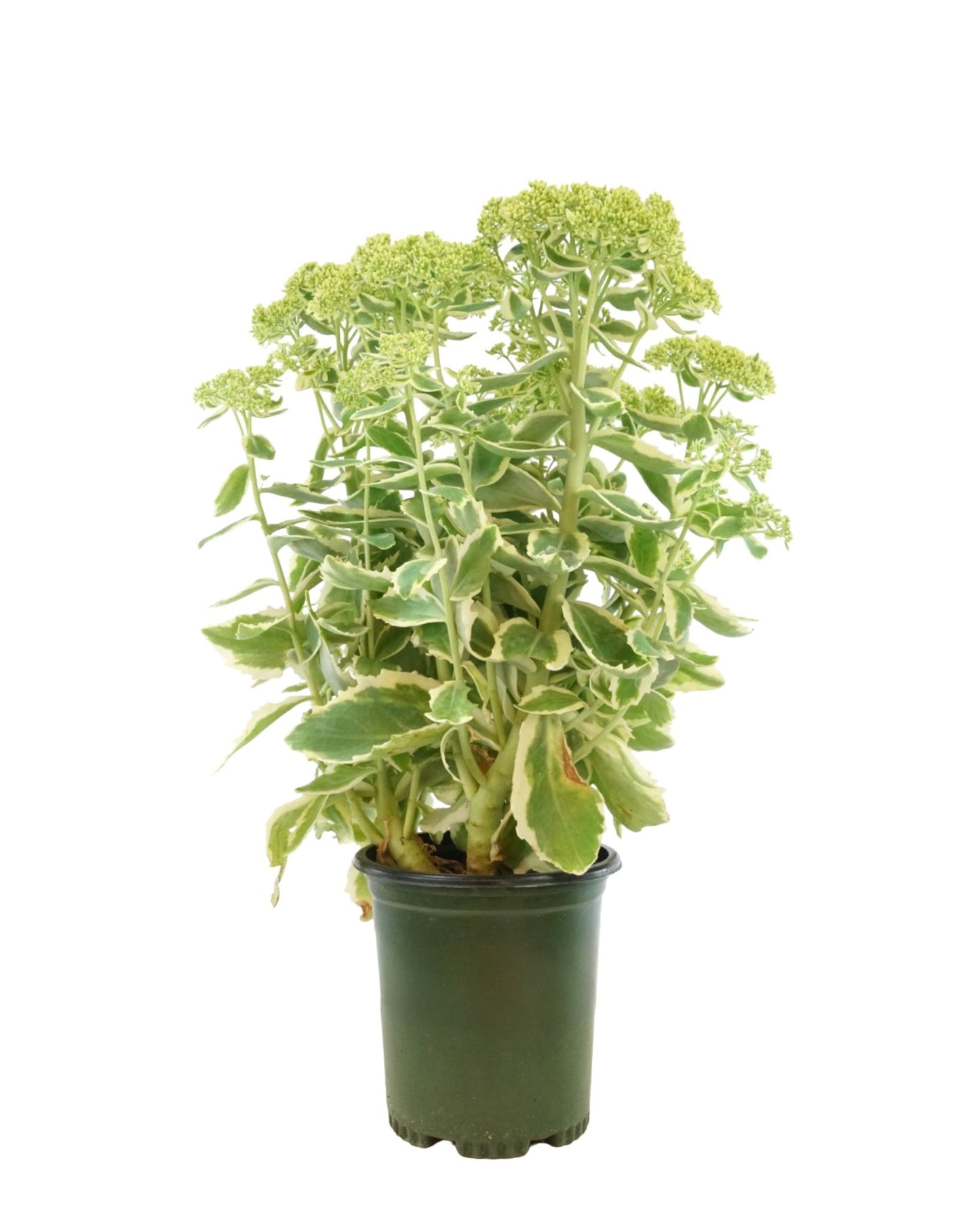 Sedum 'Autumn Charm' - The Garden Corner