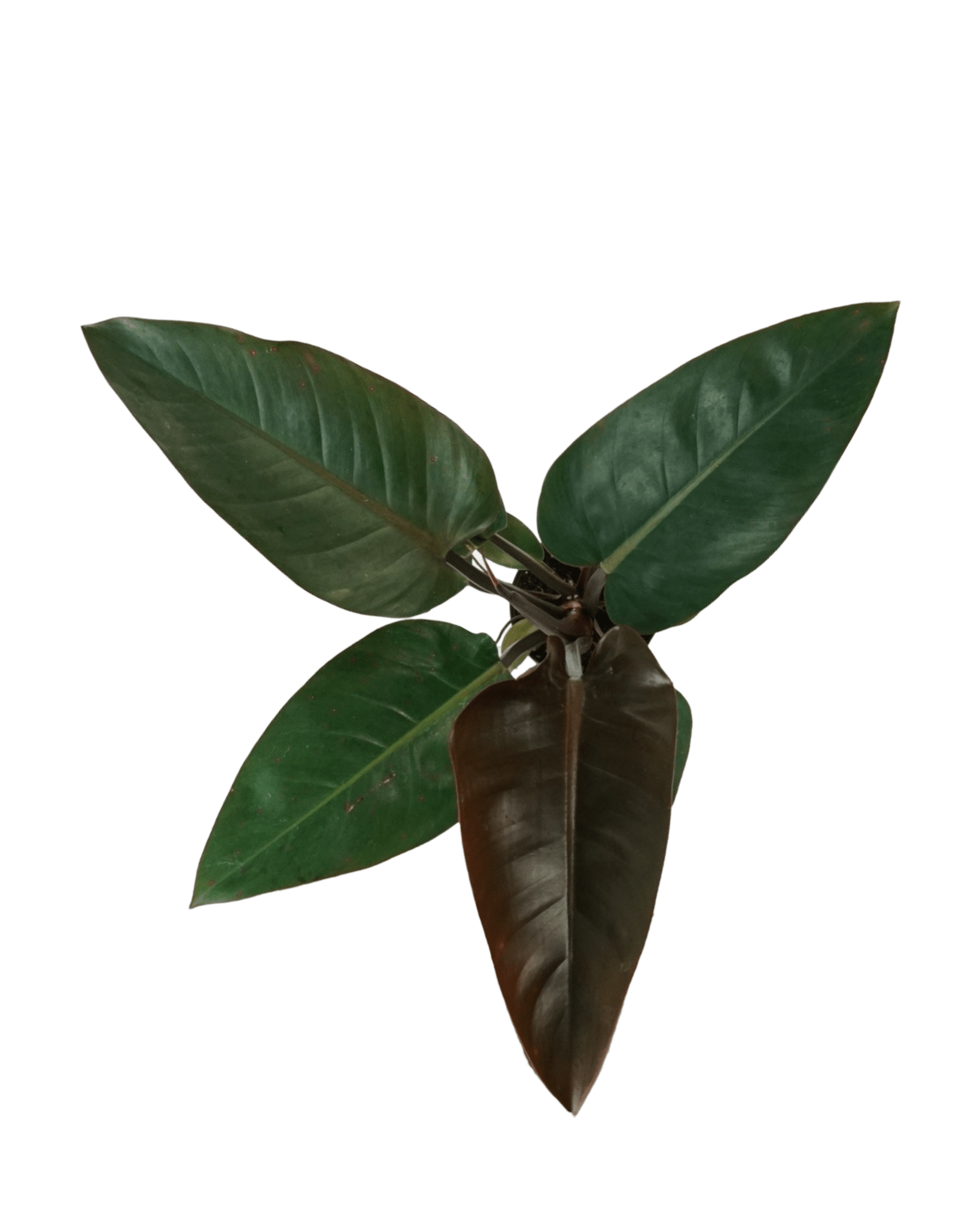 philodendron black congo Philodendron 'Rojo Congo' – The Garden Corner