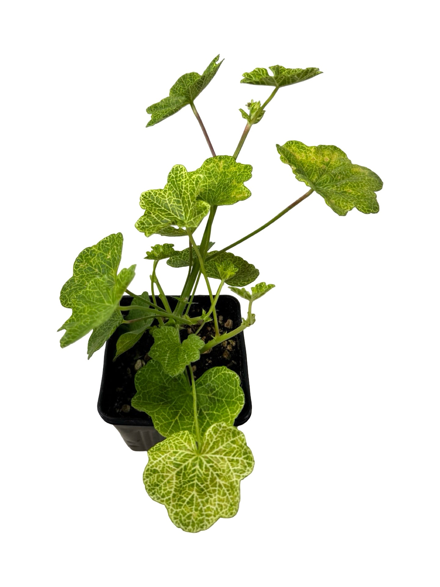 Pelargonium peltatum 'Crocodile' - Annuals