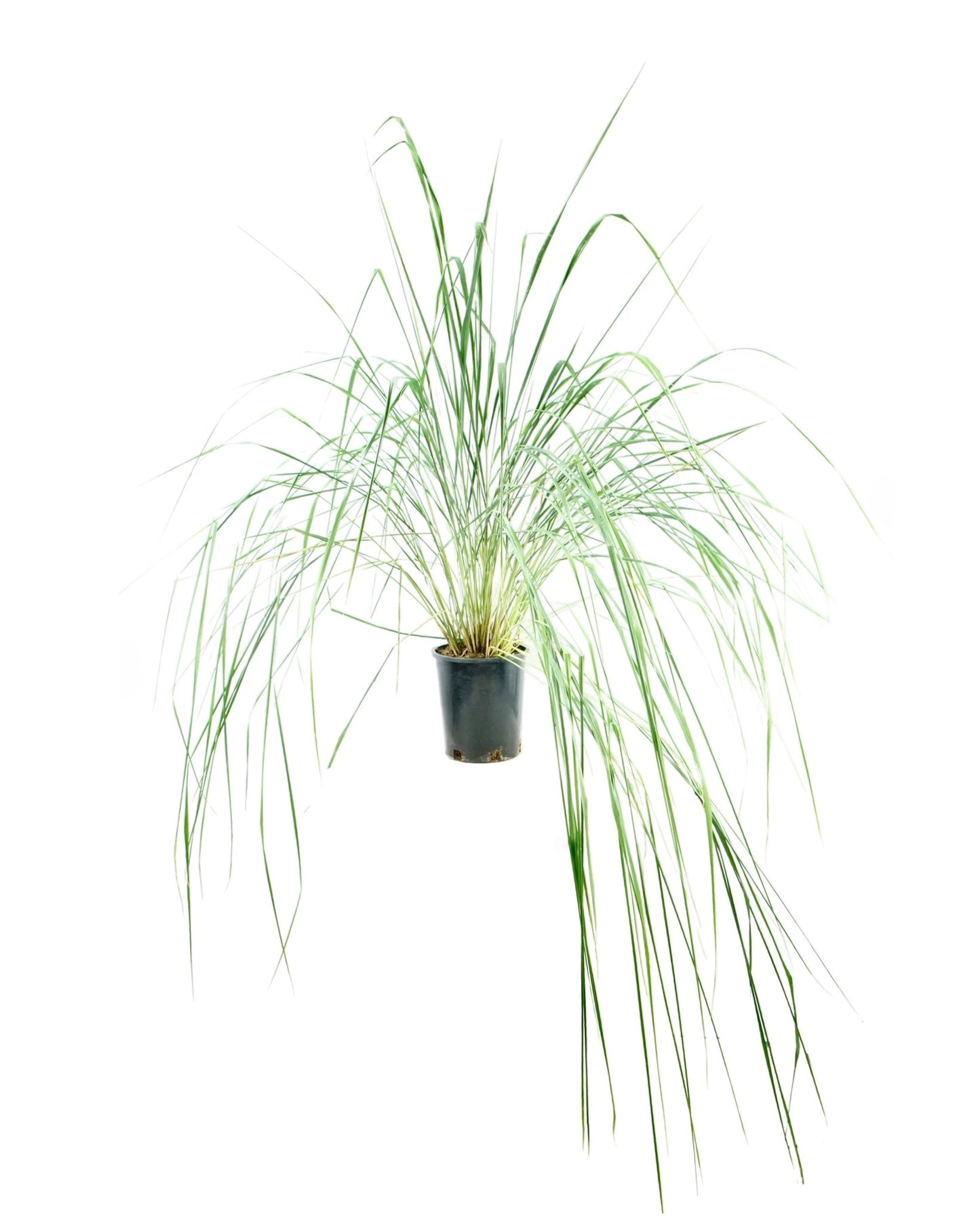 Calamagrostis x acutiflora 'Karl Foerster' - The Garden Corner