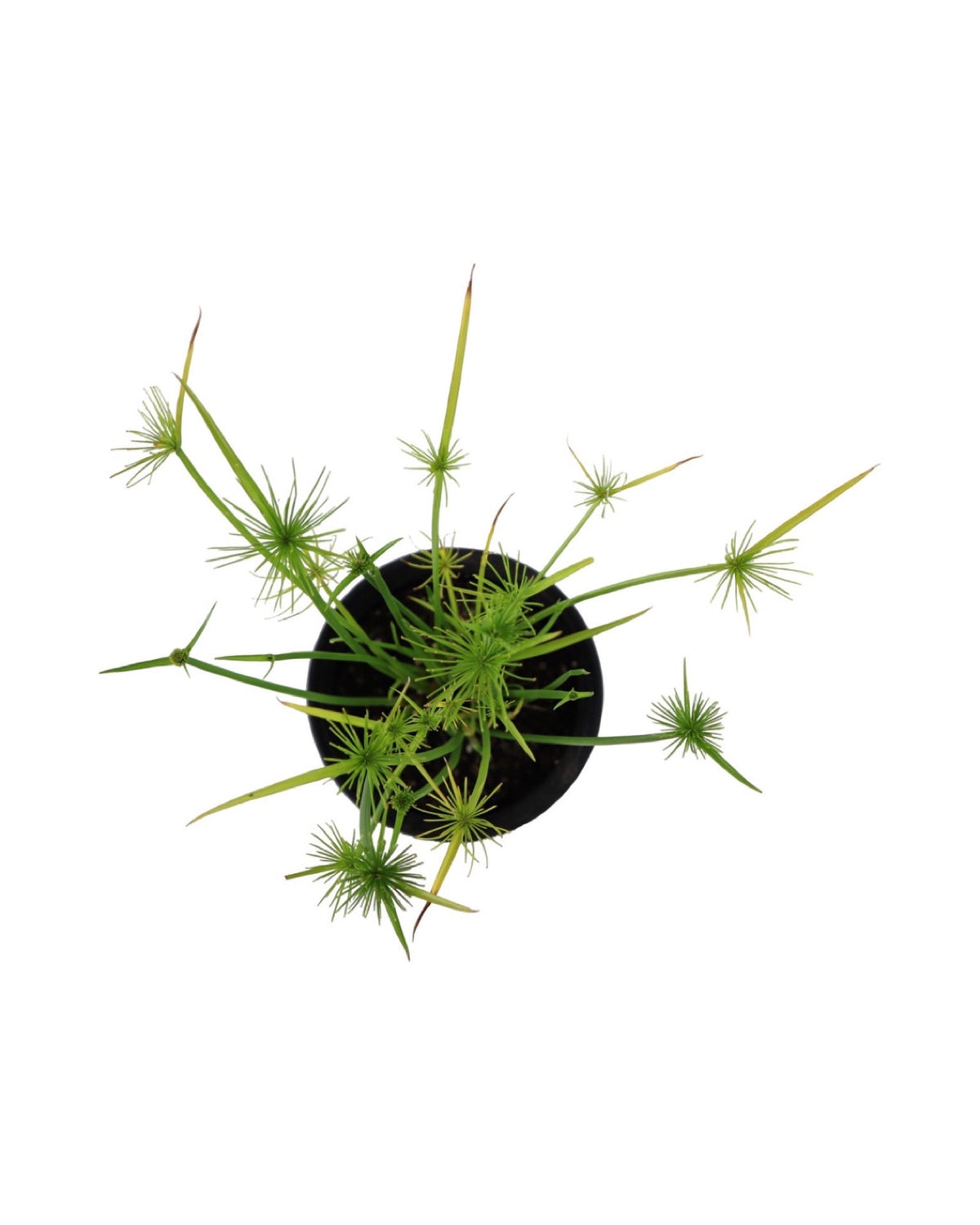 Cyperus papyrus 'Queen Tut' - Perennials