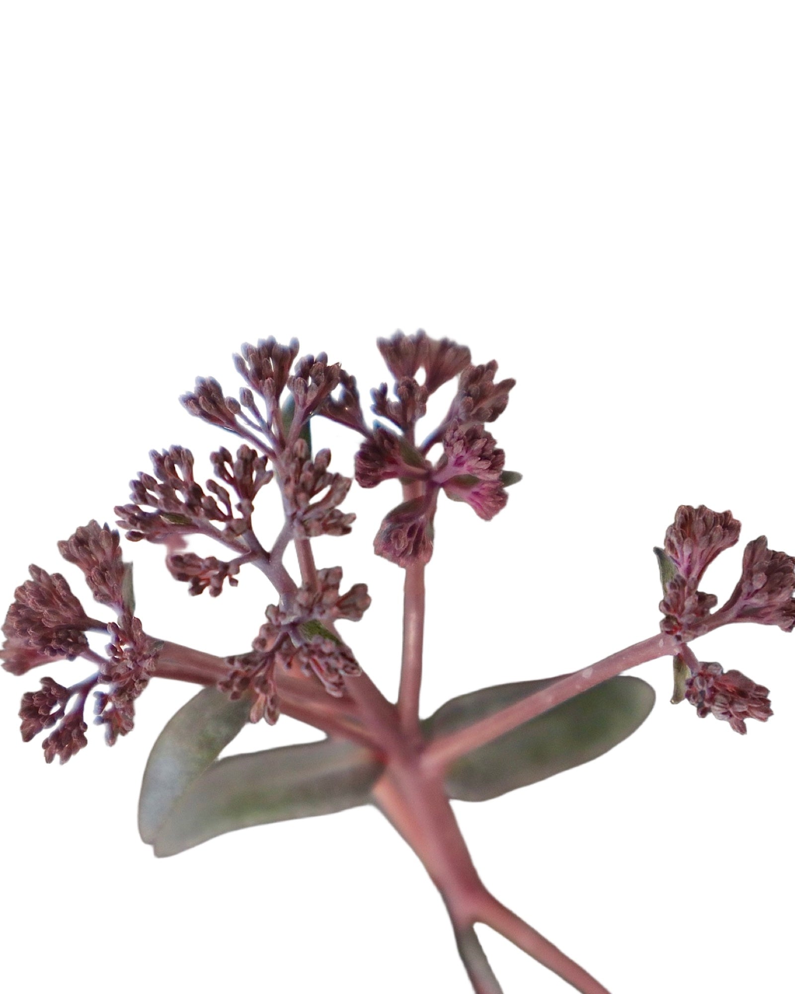 Sedum 'Desert Black' - Perennials