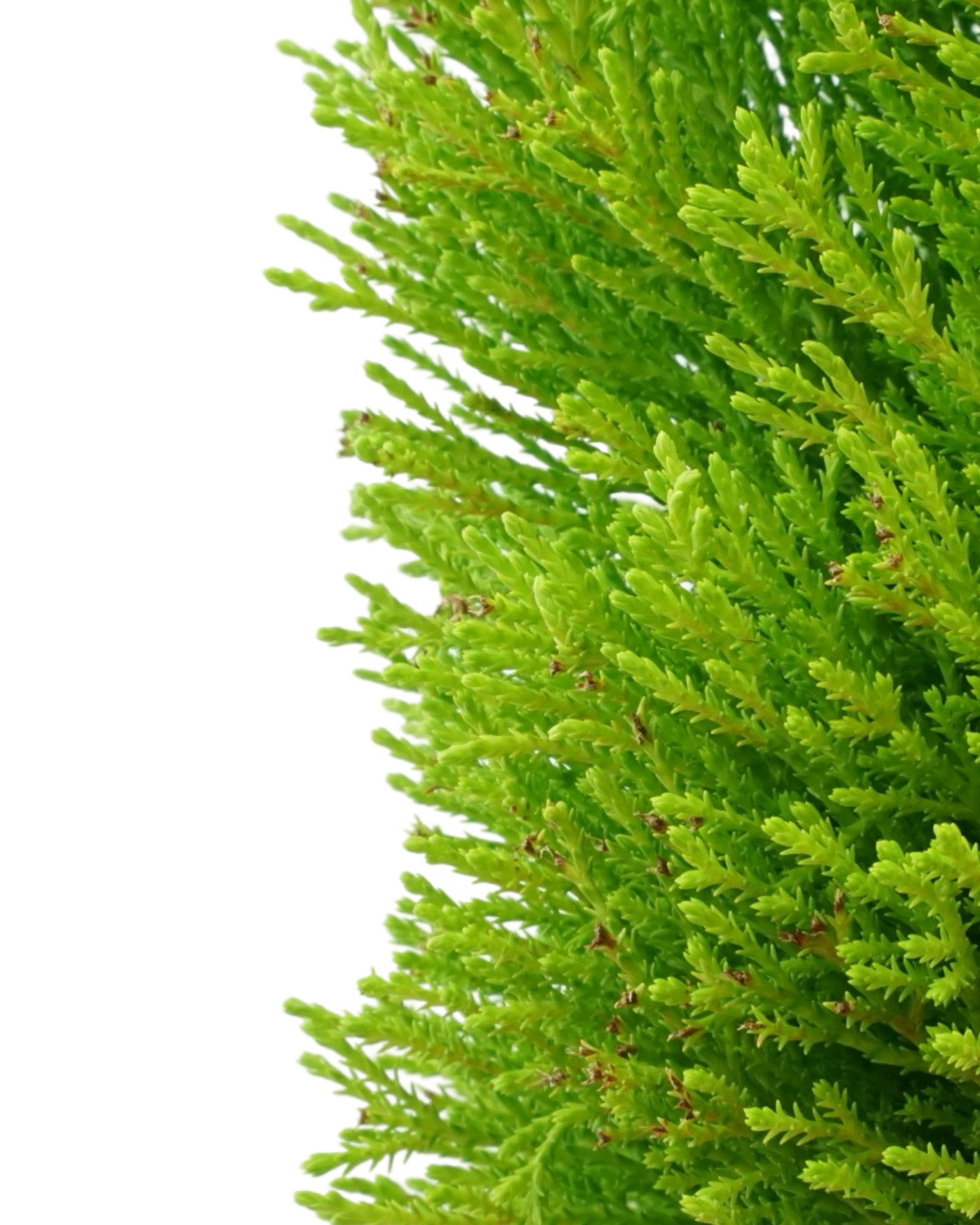 Cupressus macrocarpa 'Wilma Goldcrest'