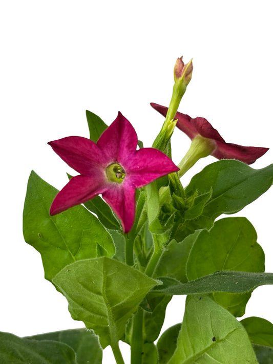 Nicotiana 'Saratoga Mix' - Annuals