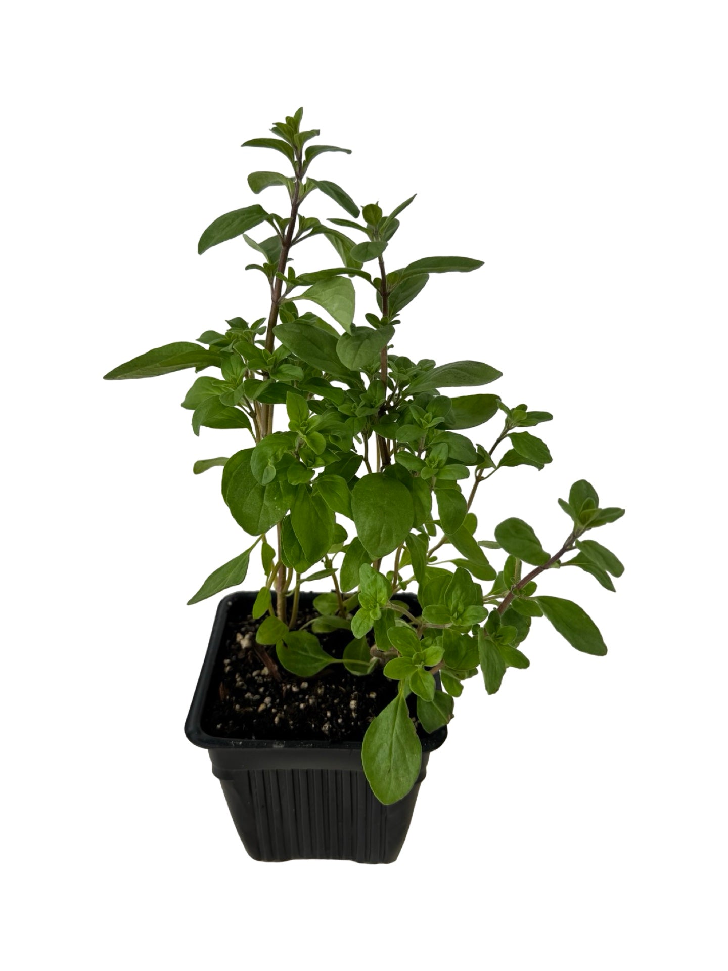 Marjoram 'Sweet' - Herbs and Vegetables