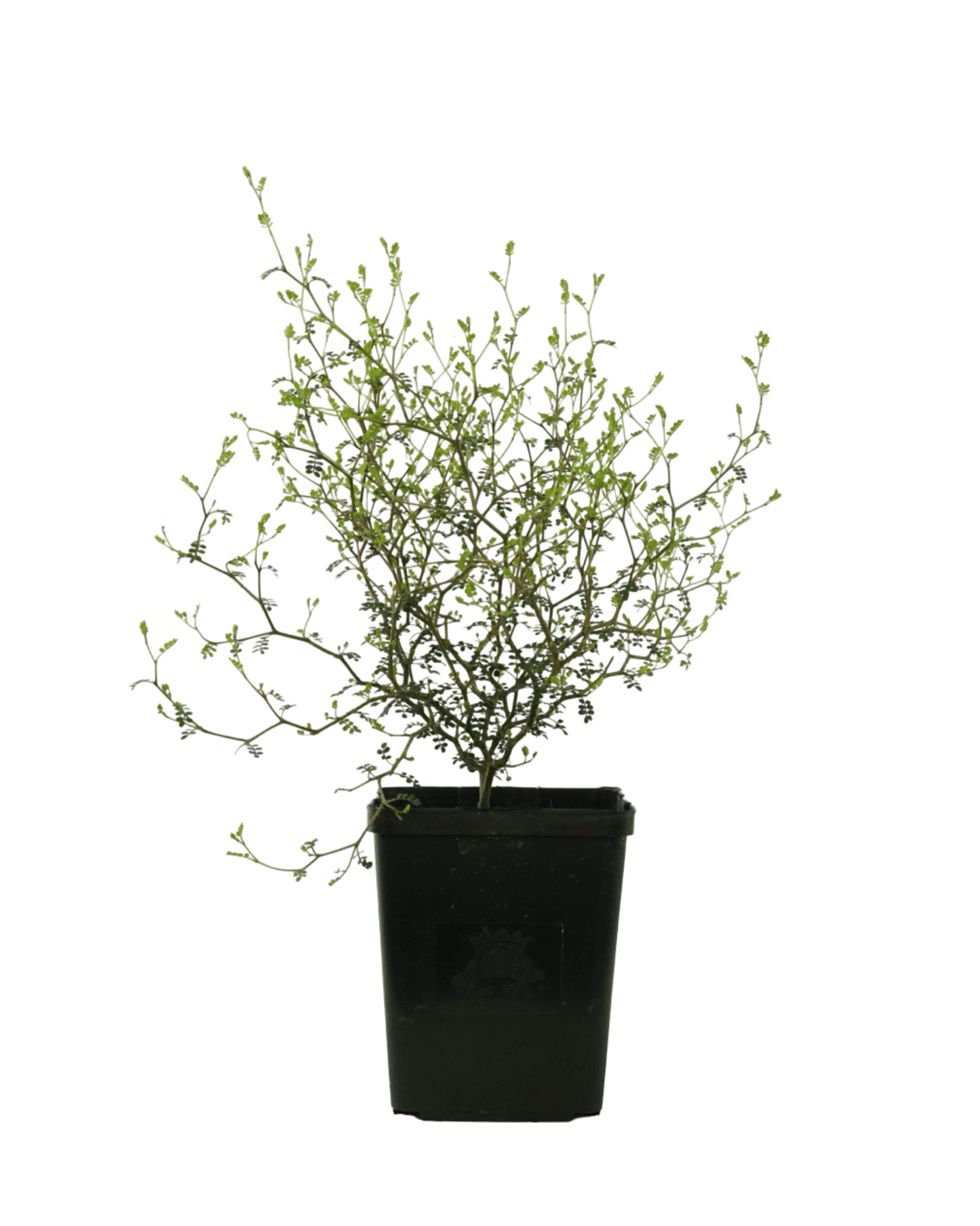 Sophora prostrata 'Little Baby' - The Garden Corner
