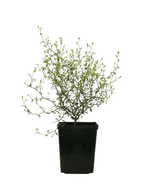 Sophora prostrata 'Little Baby' - The Garden Corner