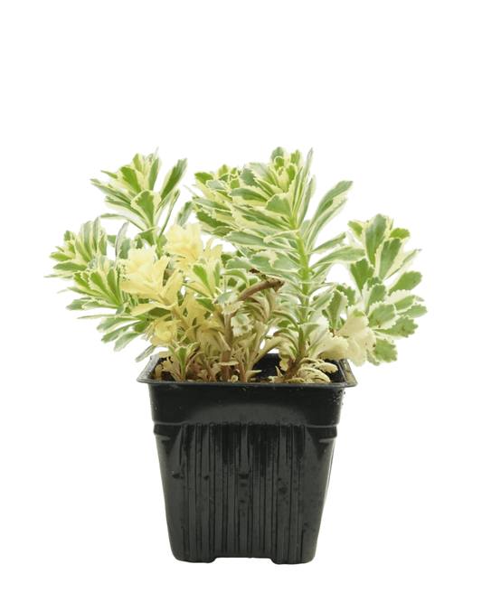 Sedum takesimense 'Atlantis' - The Garden Corner