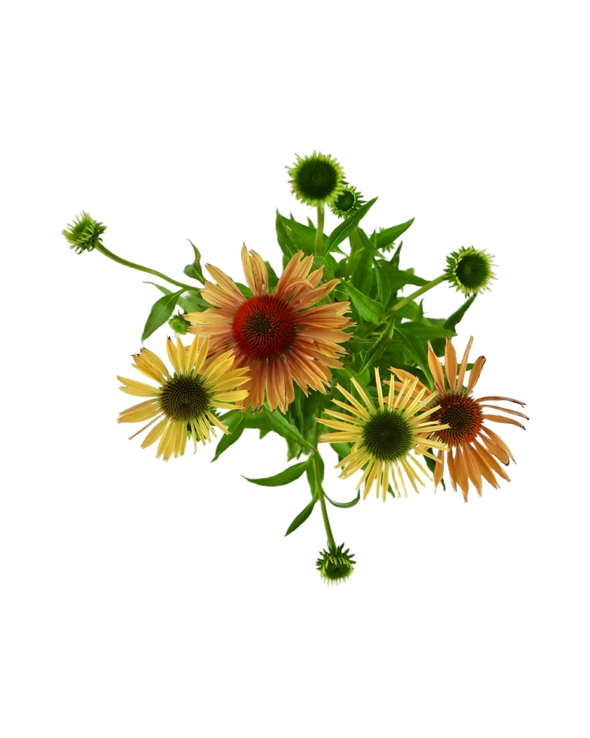 Echinacea 'Big Kahuna' - Perennials