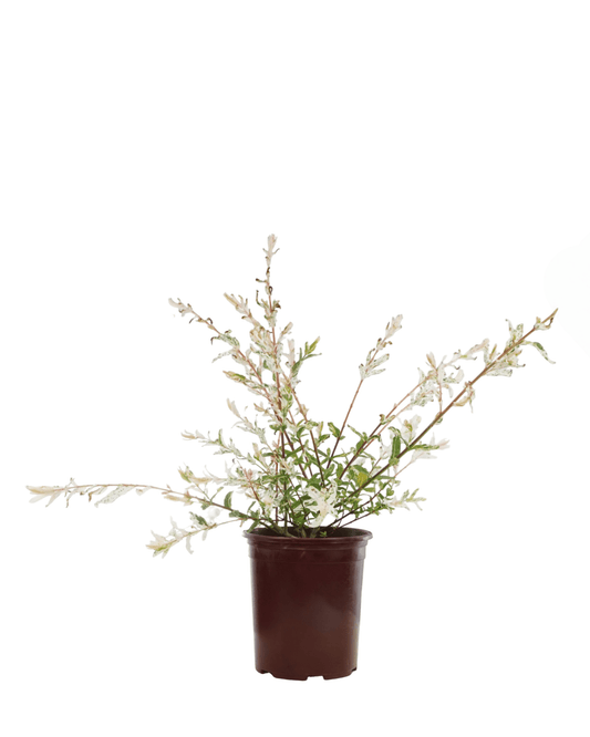 Salix integra 'Hakuro Nishiki' - The Garden Corner