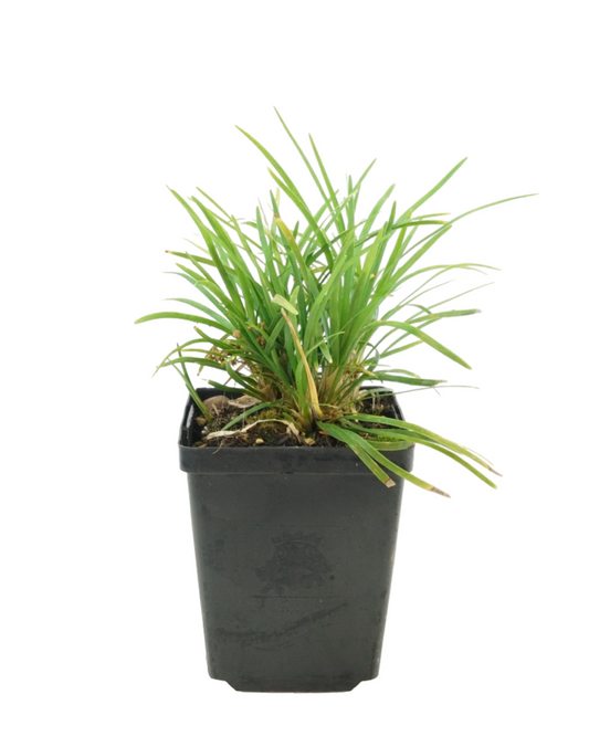 Ophiopogon japonicus 'Nana'
