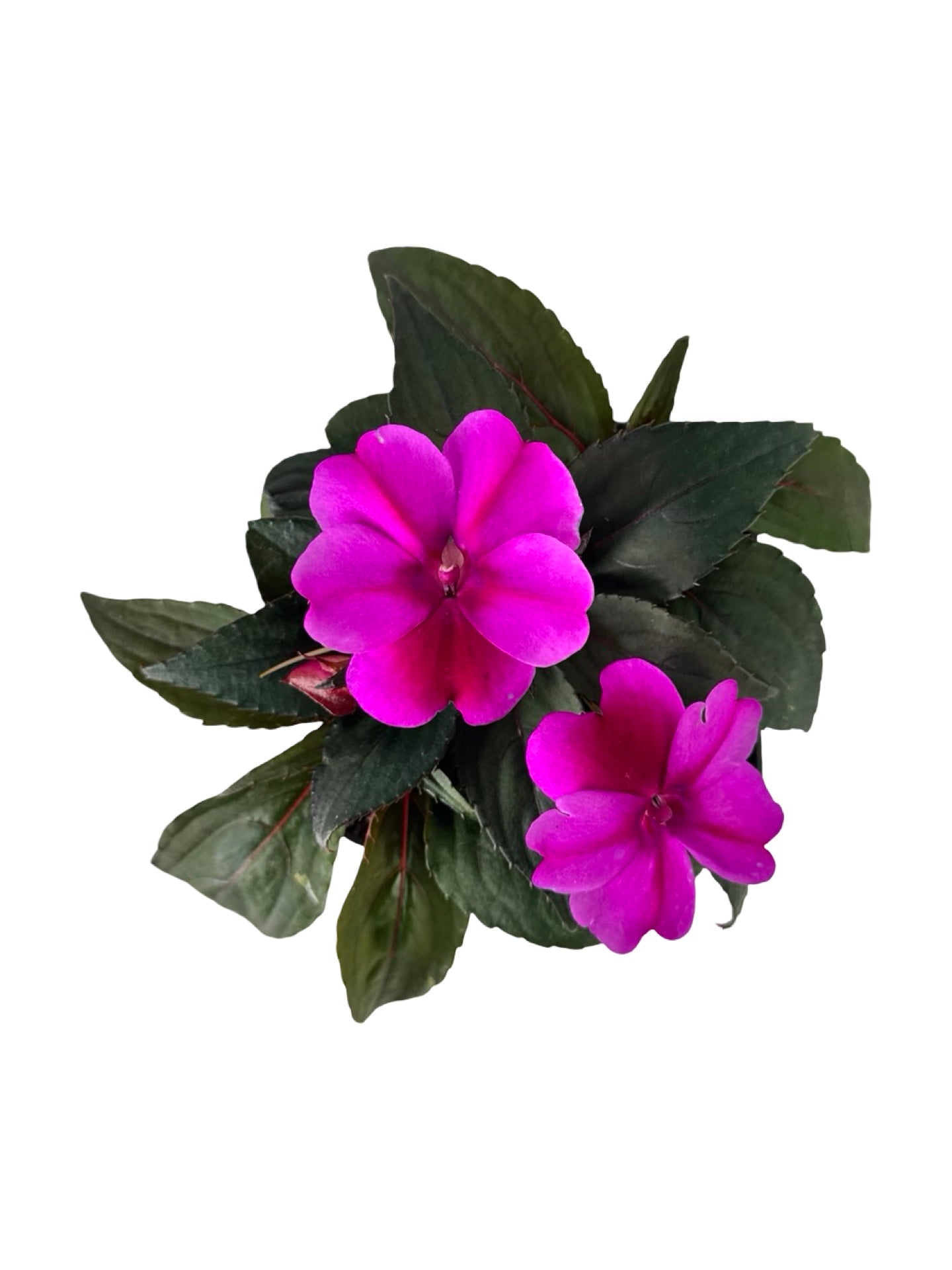 Sunpatiens compact 'Purple Candy' - Annuals
