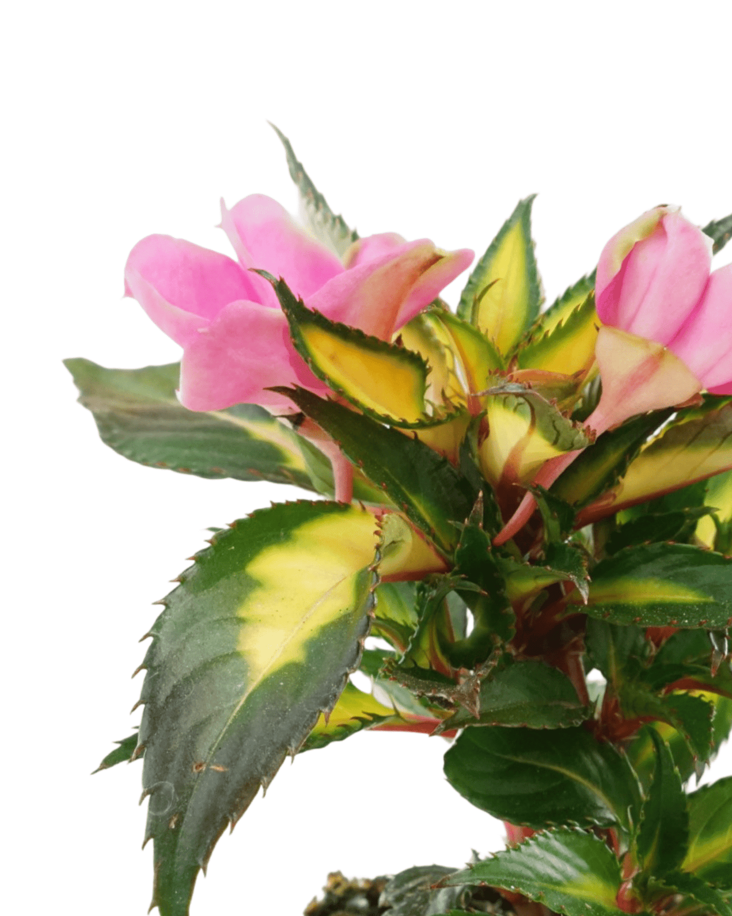 Sunpatiens 'Compact Tropical Rose' - The Garden Corner