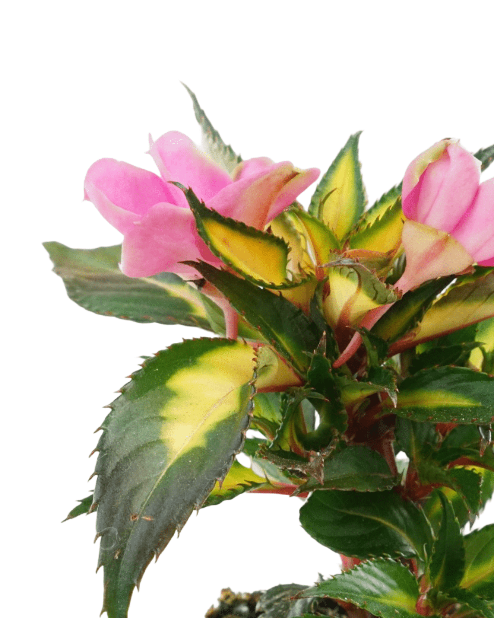 Sunpatiens 'Compact Tropical Rose' - The Garden Corner
