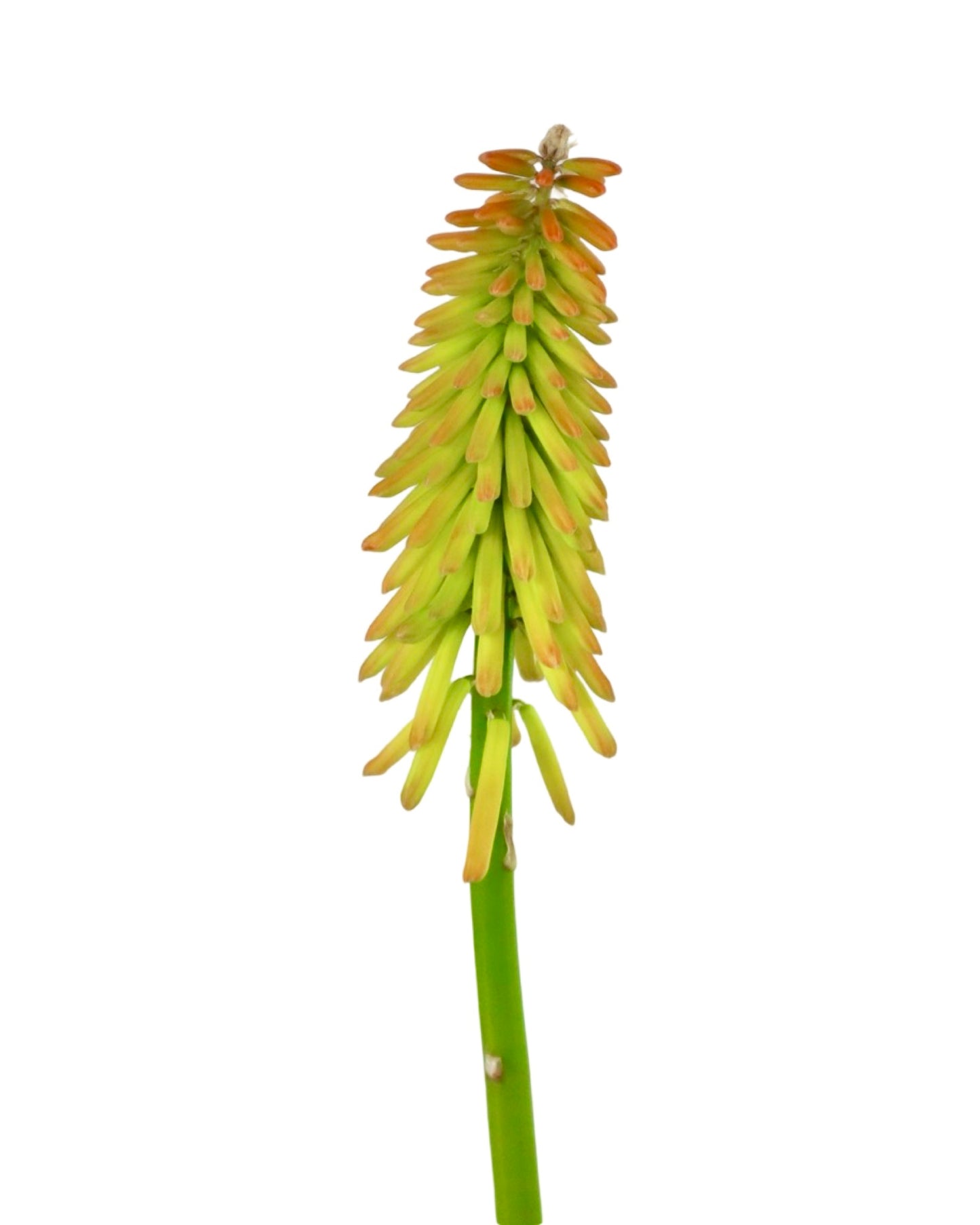 Kniphofia 'Mango Popsicle' - Perennials