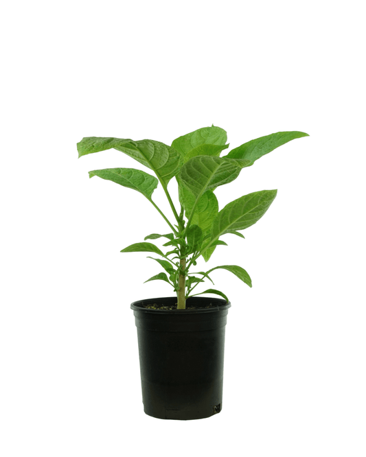 Brugmansia 'Betty Marshall' - The Garden Corner
