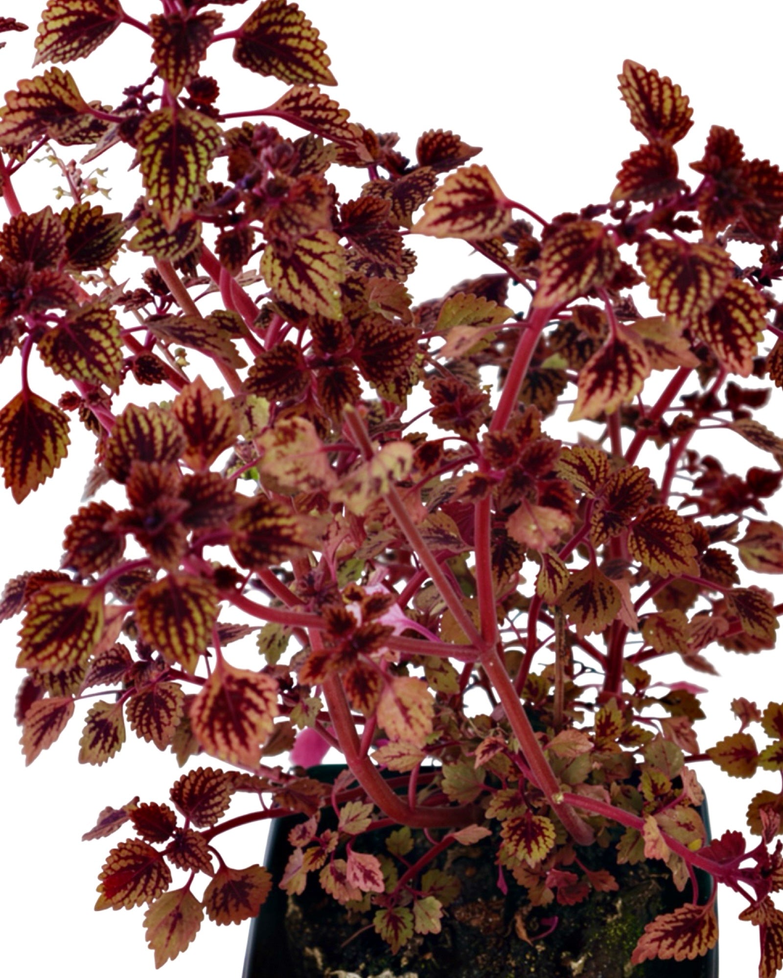 Coleus 'Great Falls Rose Gold' - Annuals