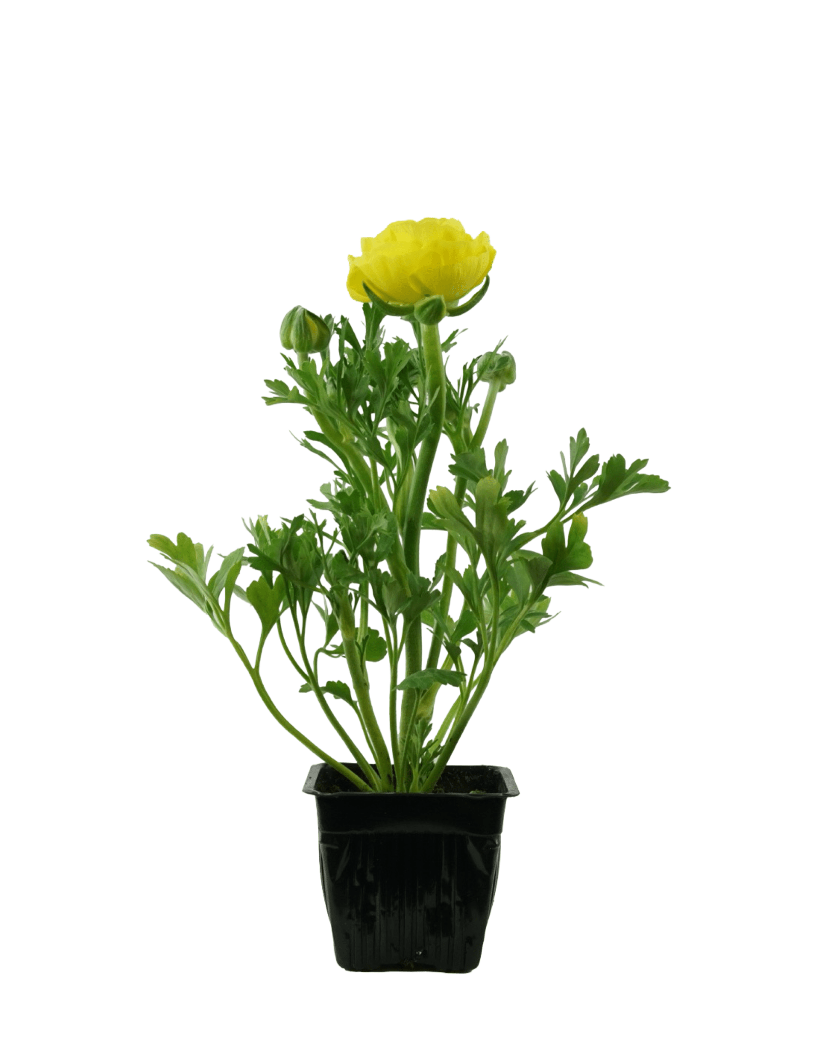 Ranunculus 'Sprinkles' Mix - Seasonal Plant
