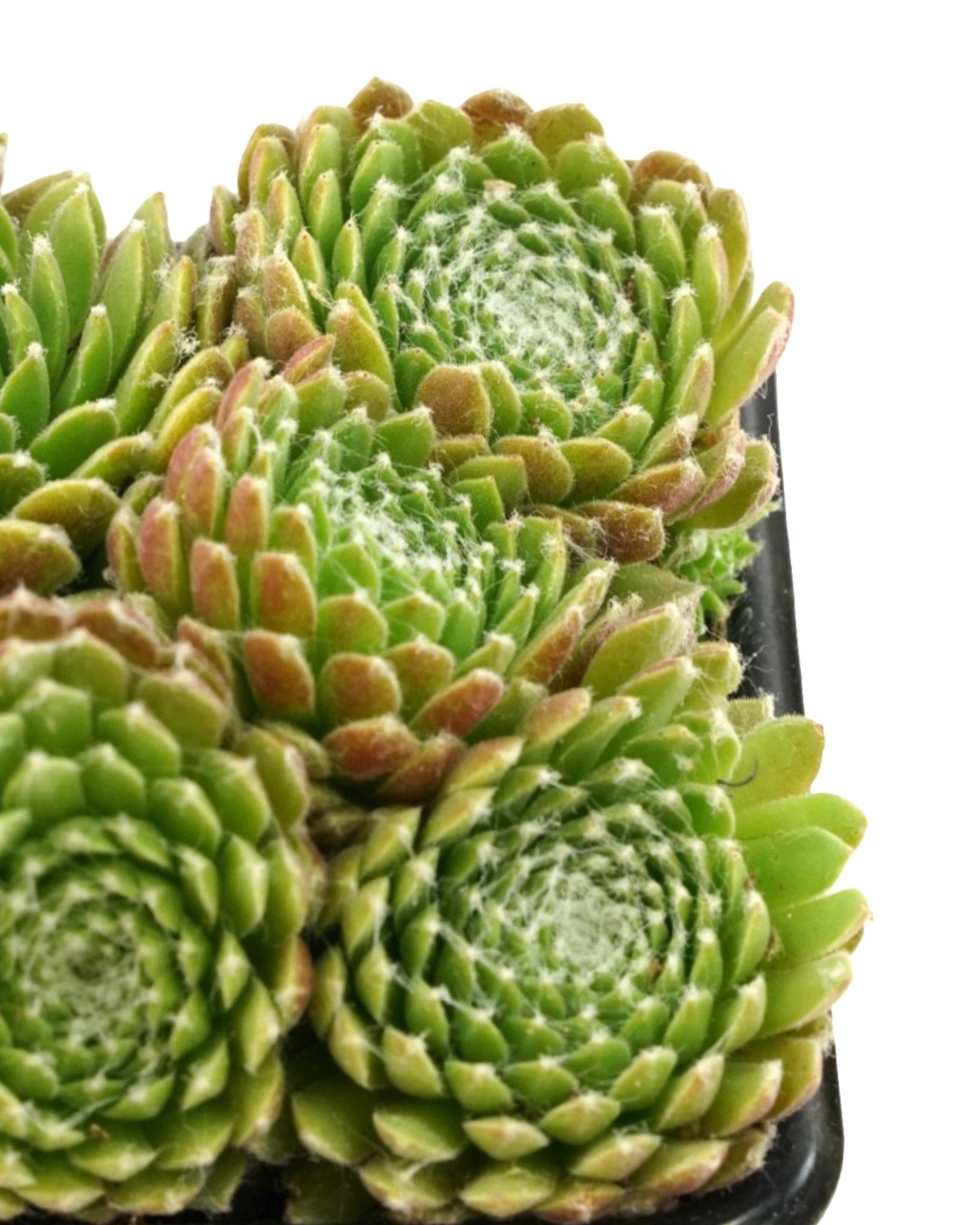 Sempervivum 'Mike' - The Garden Corner