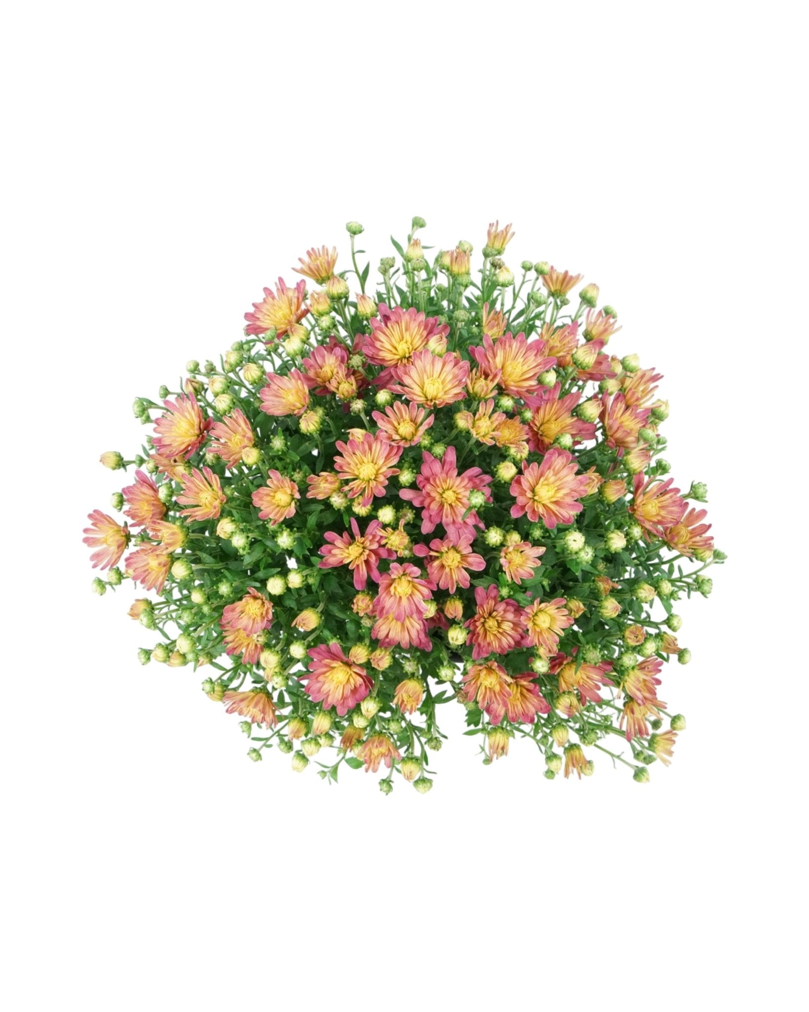 Chrysanthemum Jacqueline™ 'Peach Fusion' - The Garden Corner